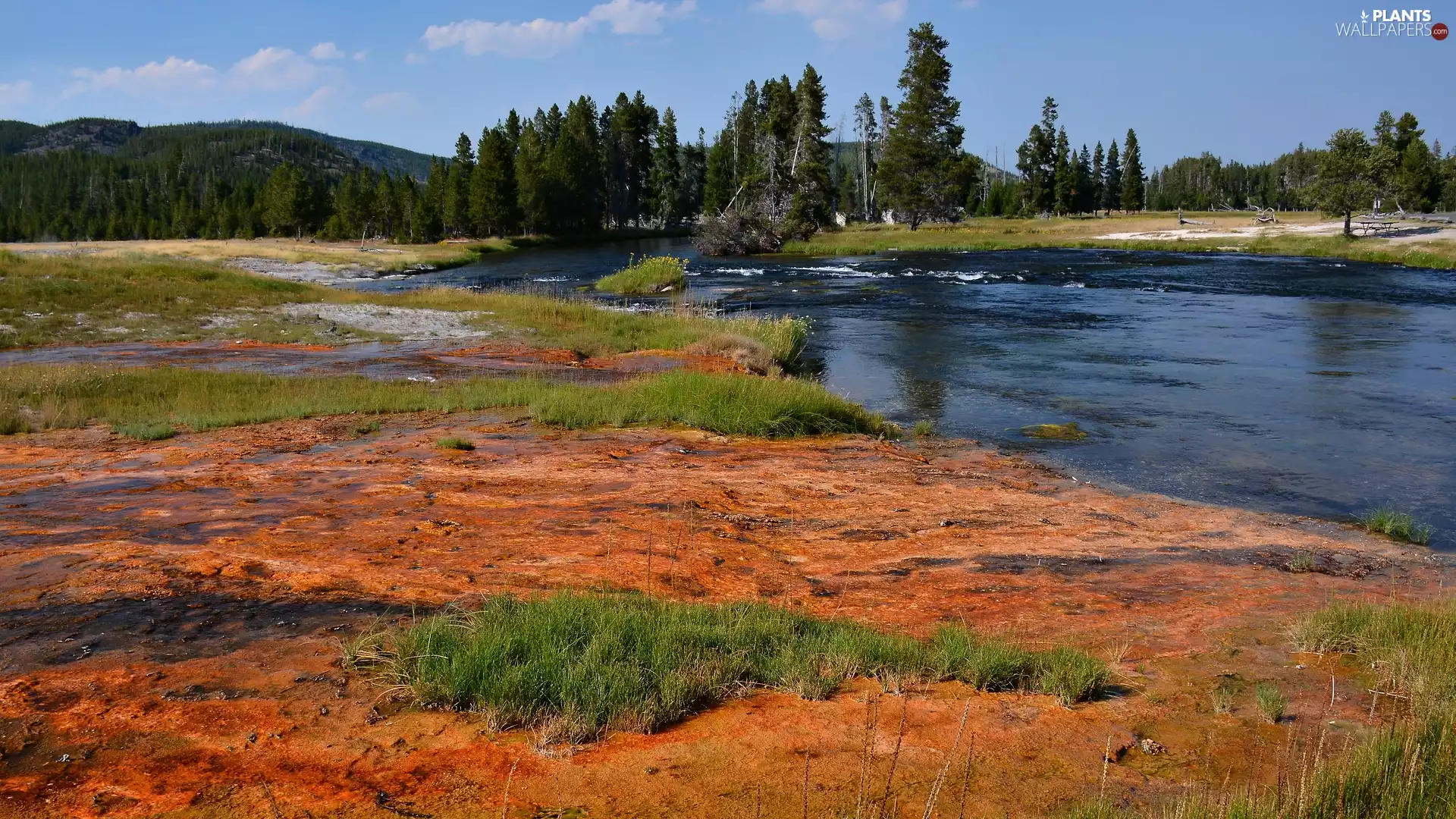 River, viewes, Yellowstone National Park, forest, trees, grass, The United States