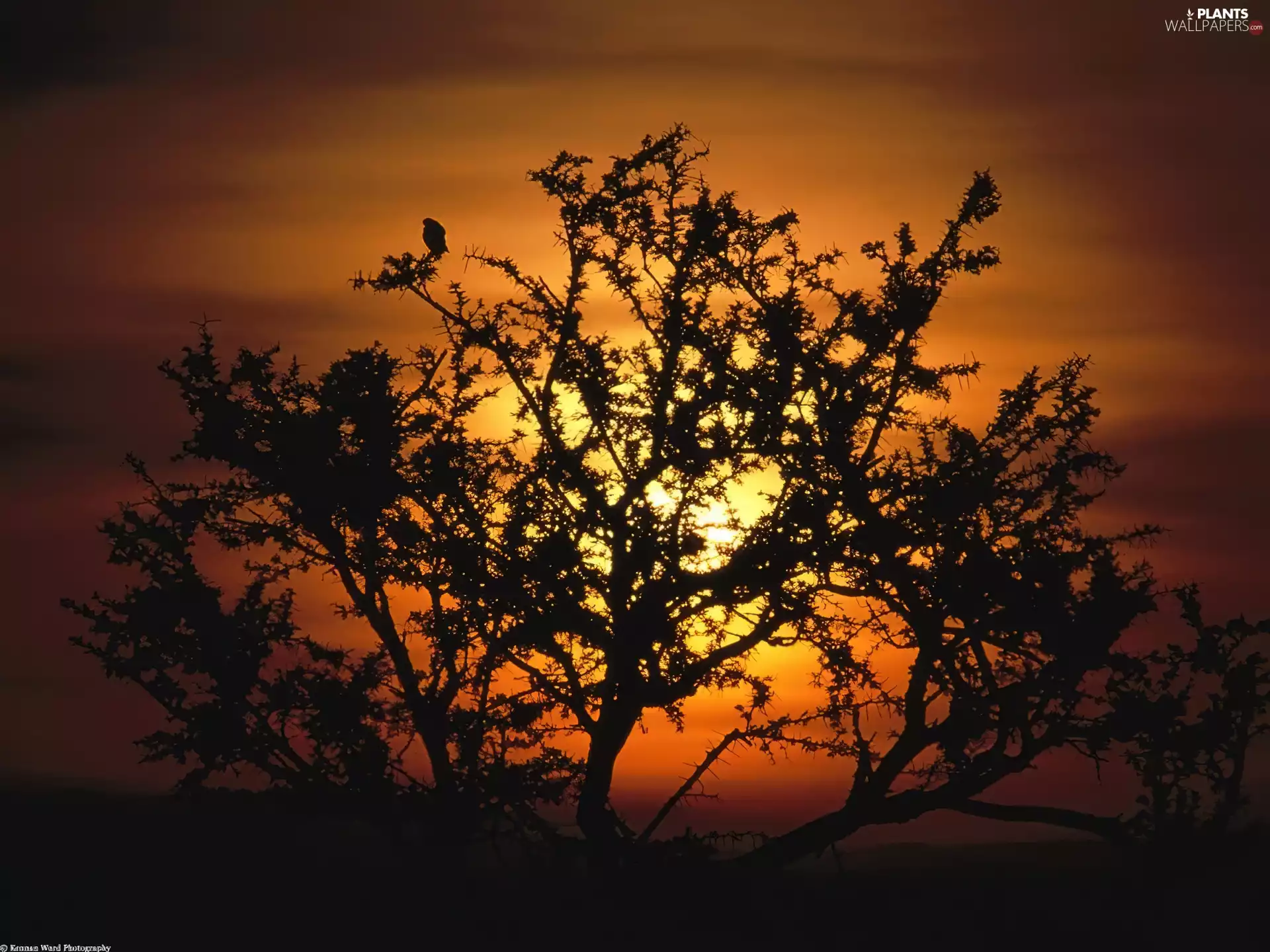 Great Sunsets, Africa, trees