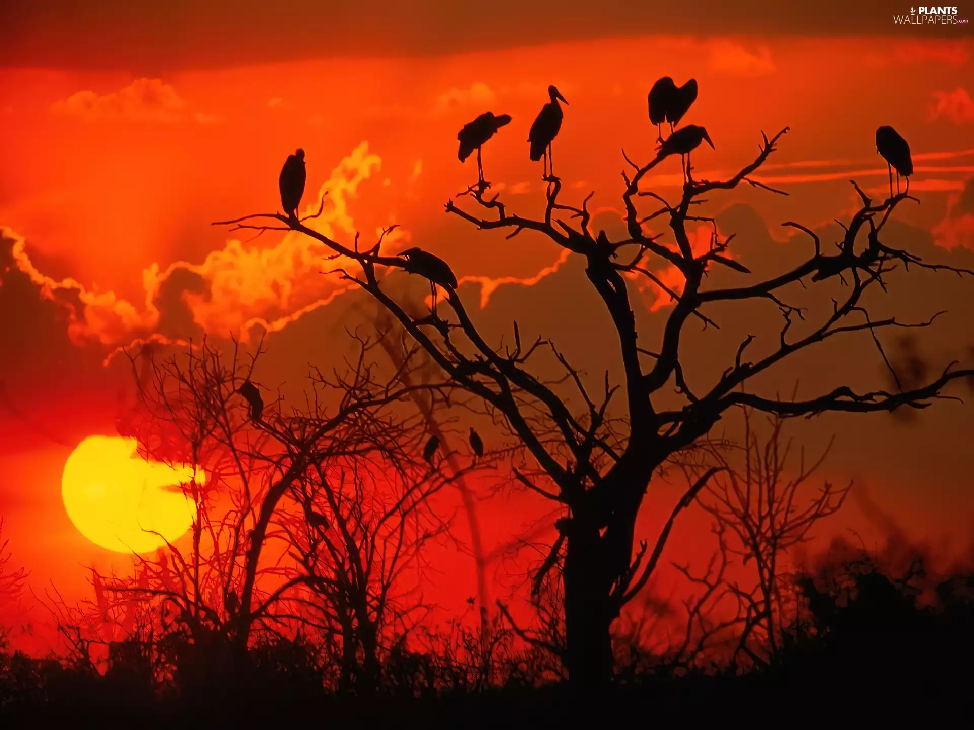 Great Sunsets, Africa, trees