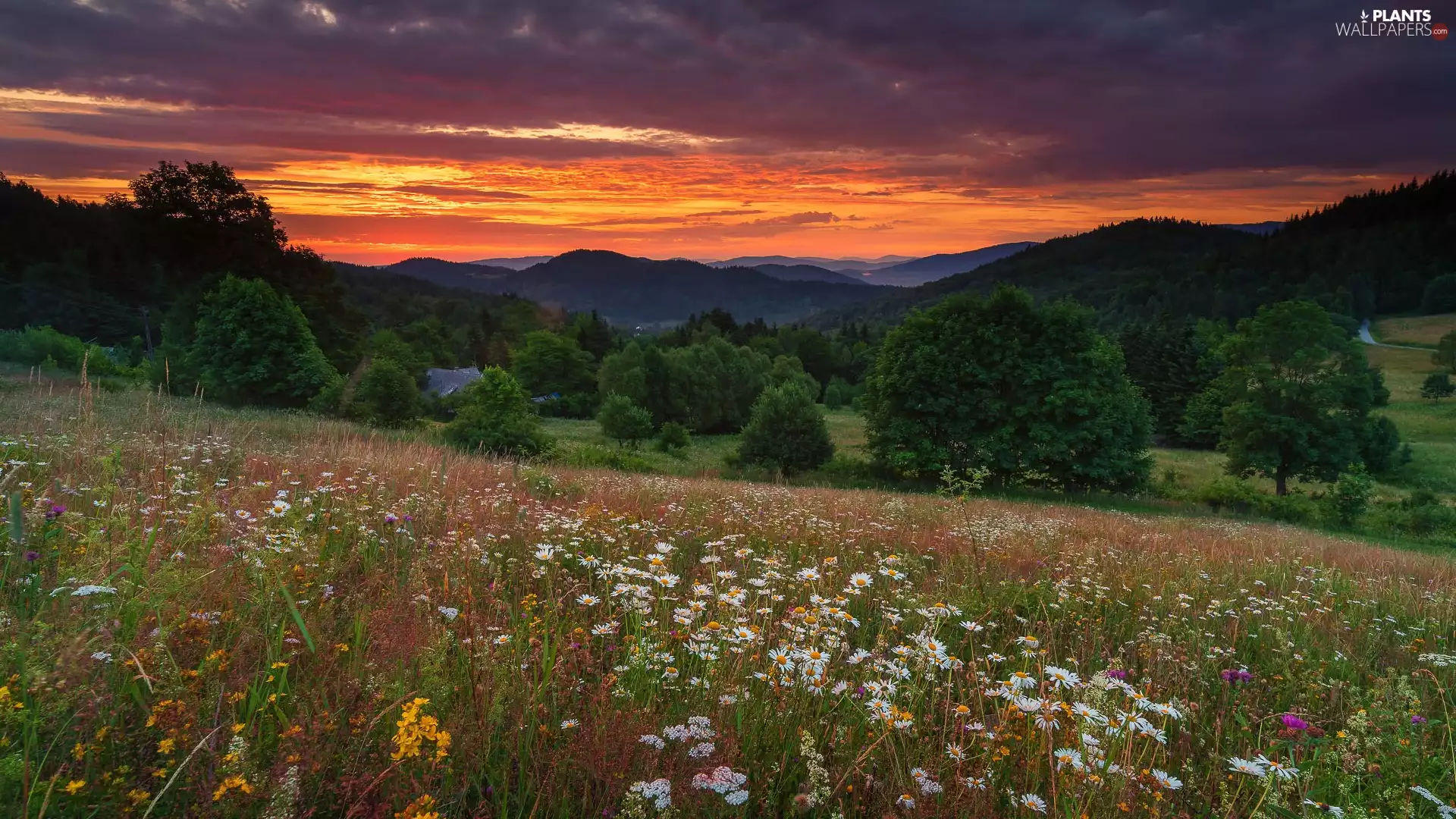 trees, viewes, summer, forest, Meadow, clouds, Great Sunsets, Mountains