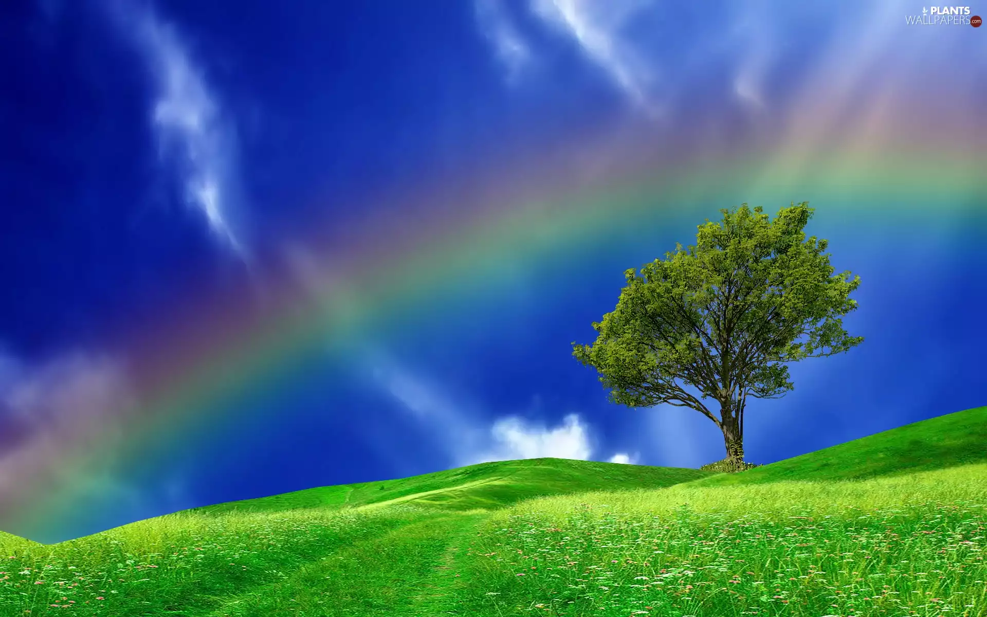 Meadow, trees, Great Rainbows, Flowers