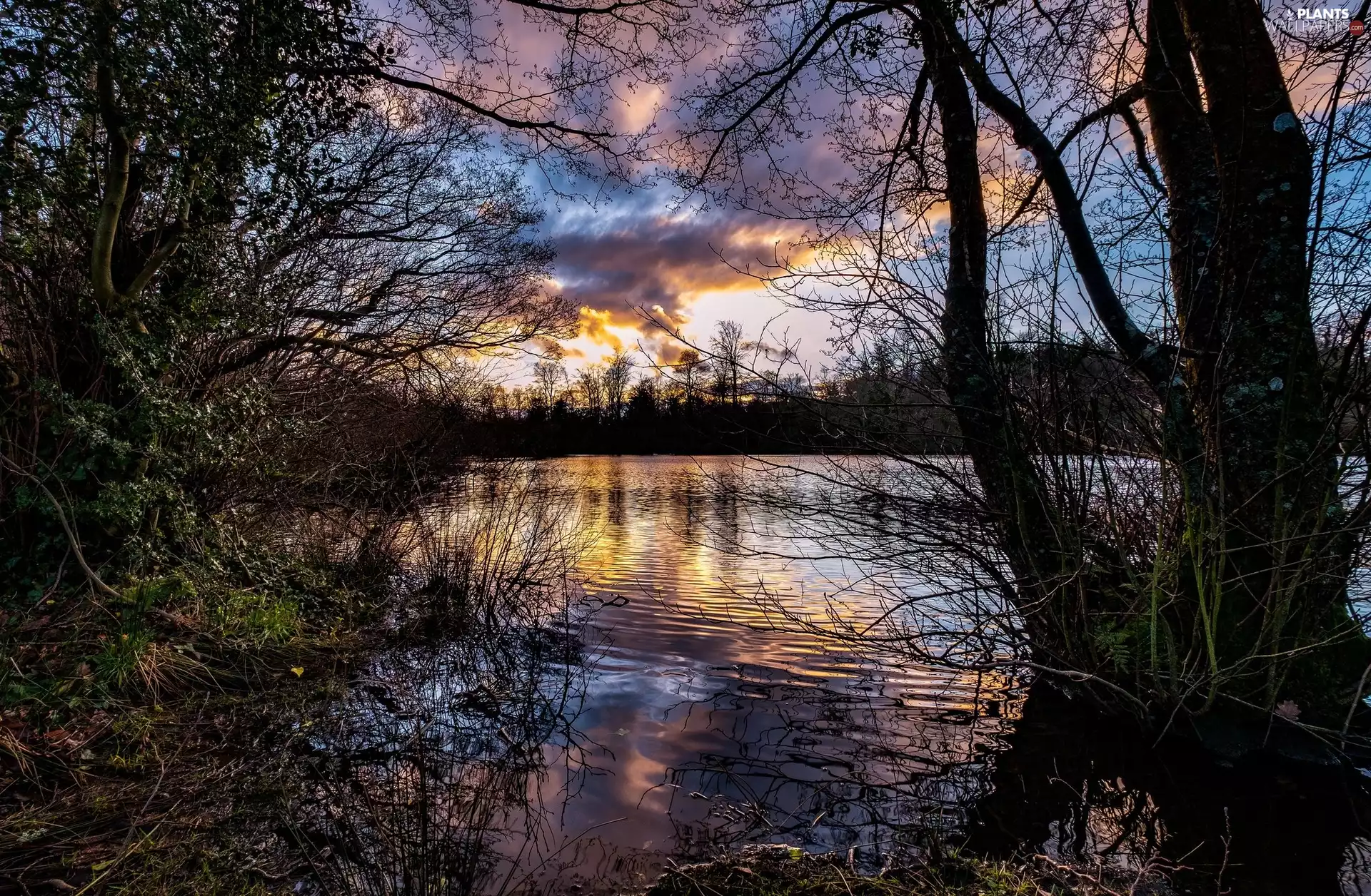 viewes, lake, Great Sunsets, clouds, branch pics, trees