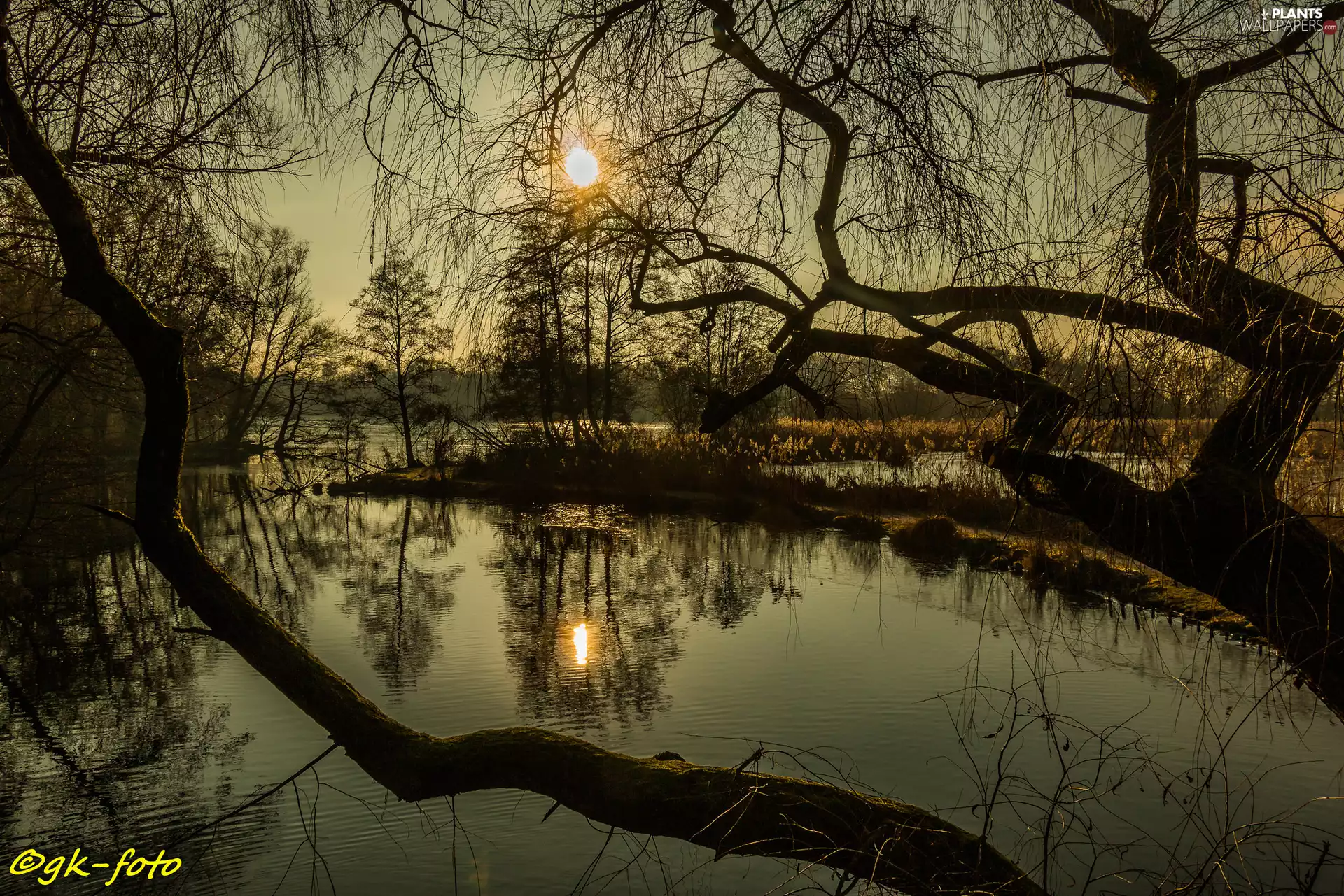 viewes, lake, Great Sunsets, reflection, branch pics, trees