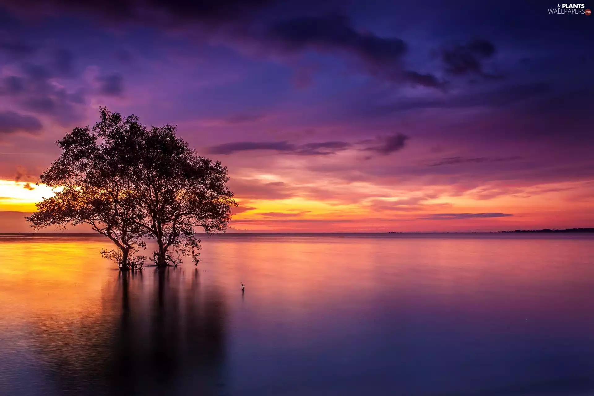 Great Sunsets, lake, trees