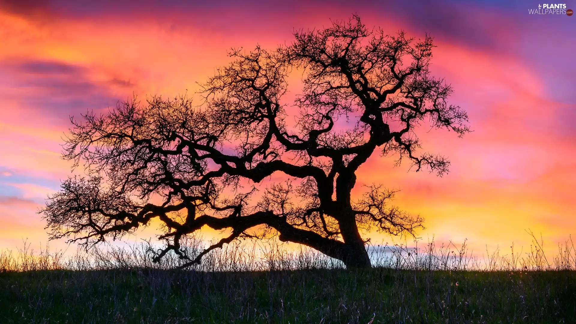 Great Sunsets, leafless, trees