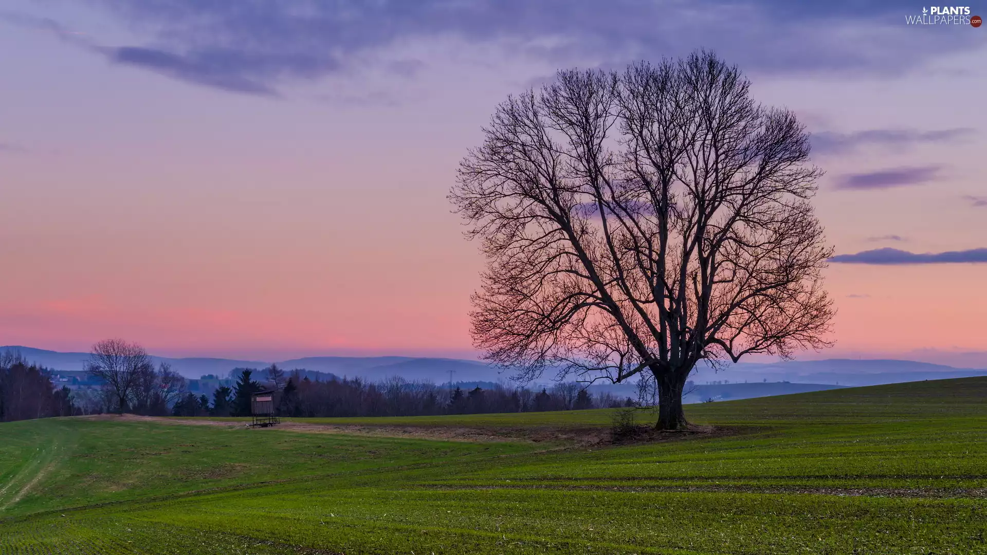 Field, trees, Great Sunsets, Meadow