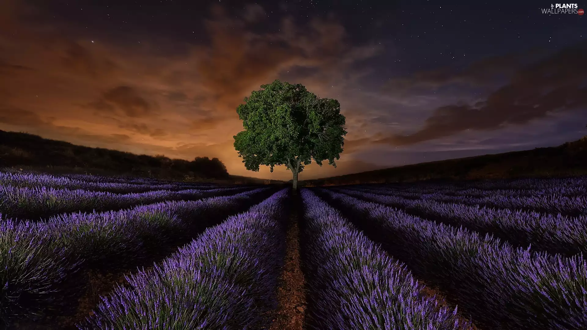 lavender, trees, Great Sunsets, plantation