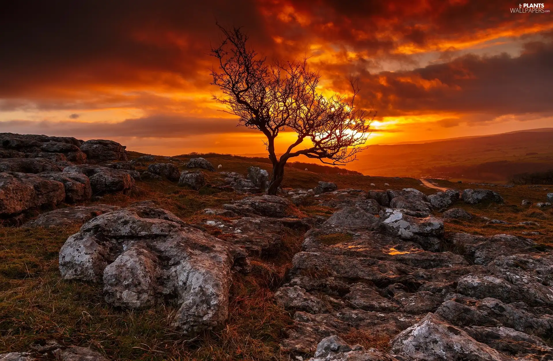 Stones rocks, Great Sunsets, trees