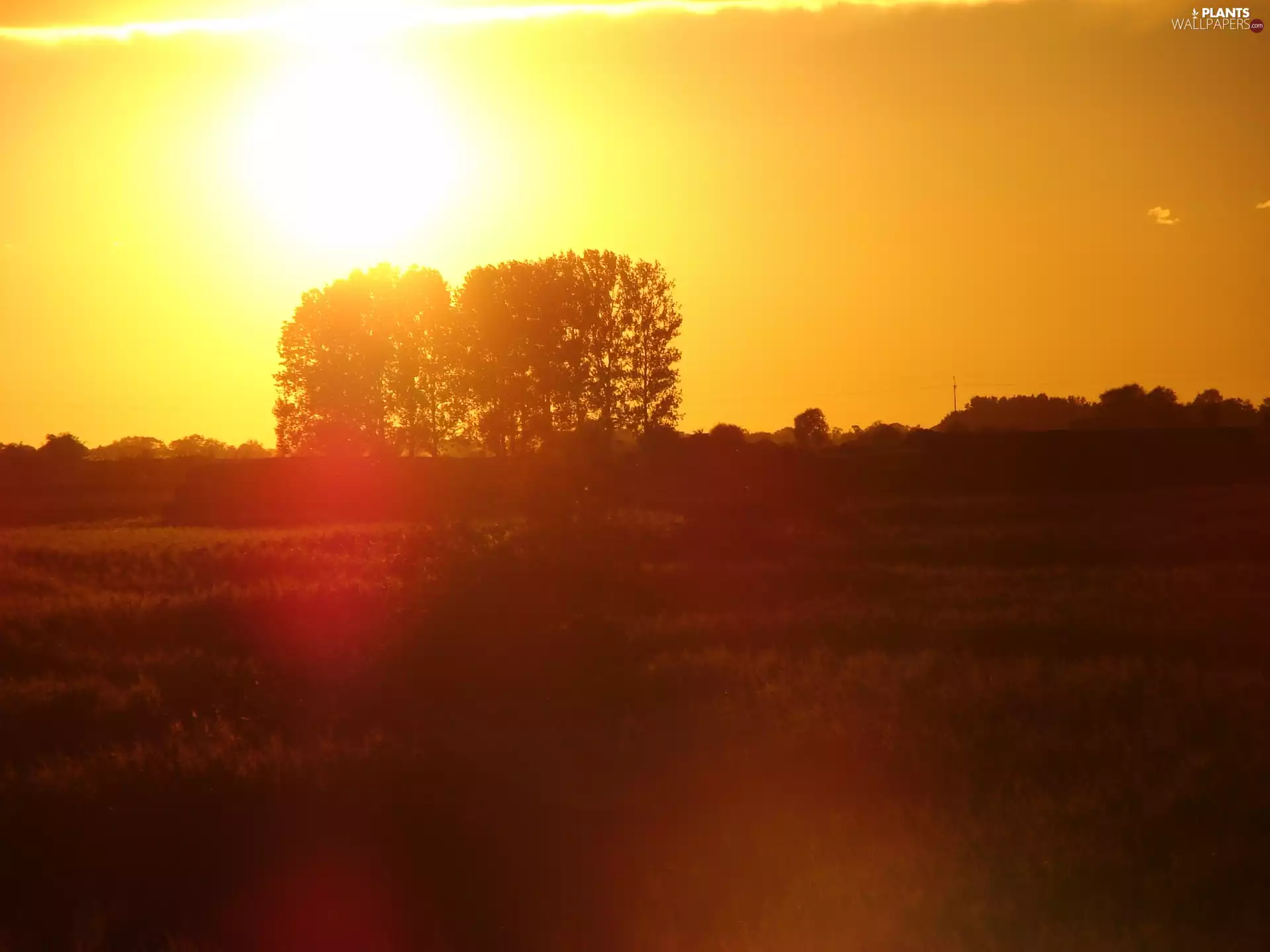 Great Sunsets, summer, trees