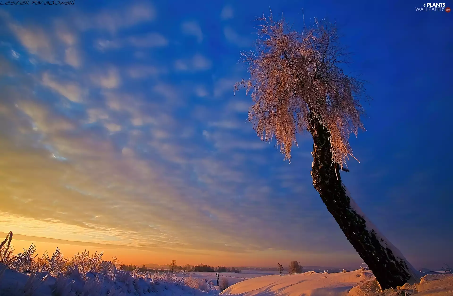 Great Sunsets, winter, trees