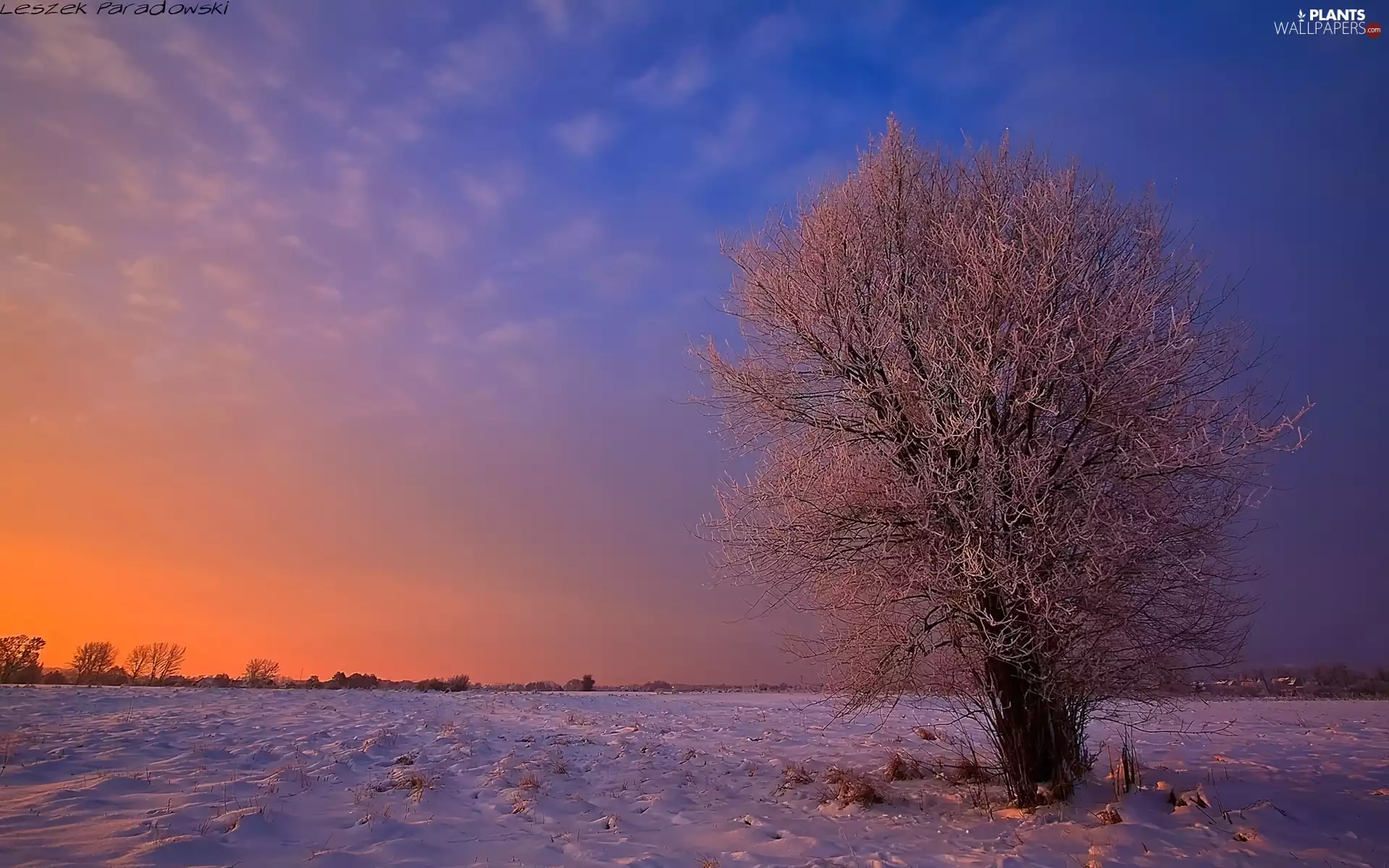 Great Sunsets, winter, trees