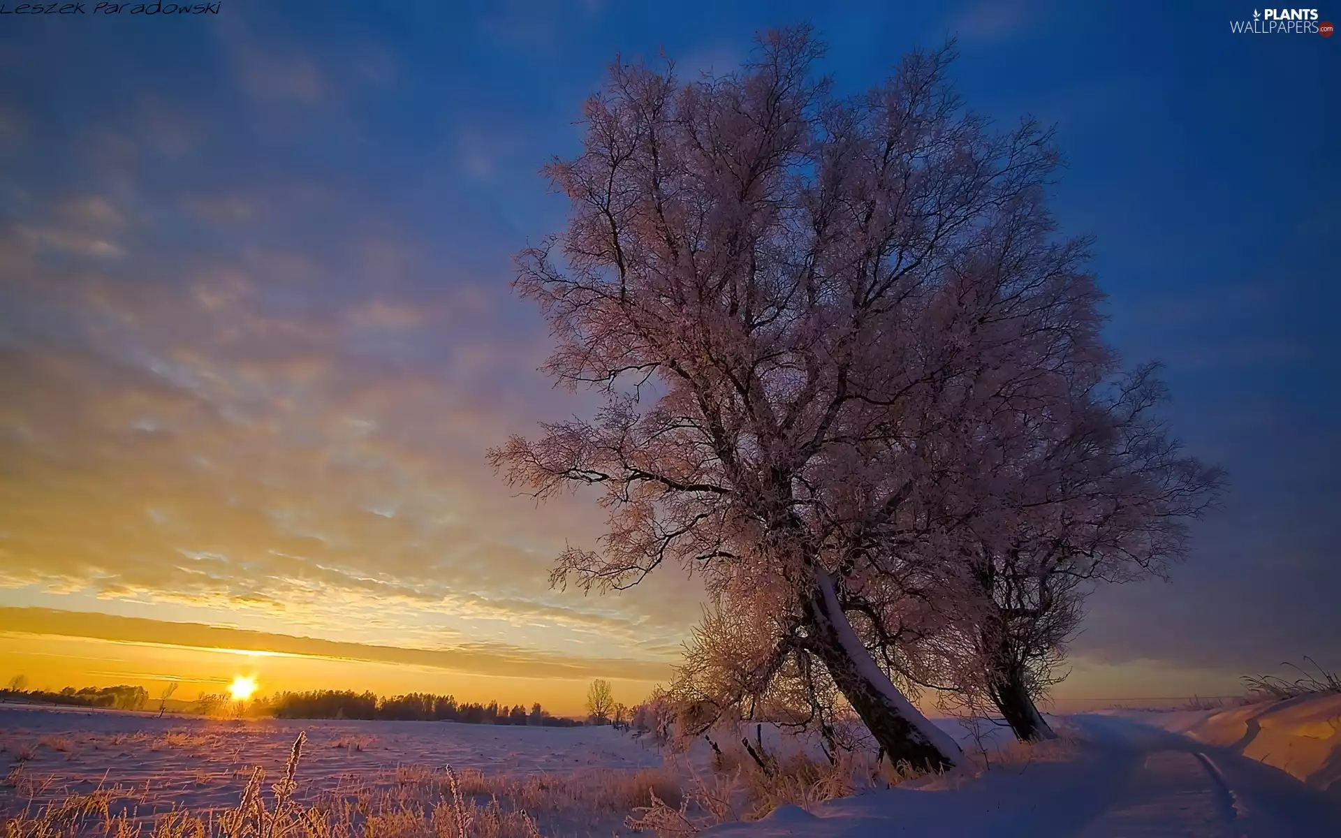Great Sunsets, winter, trees