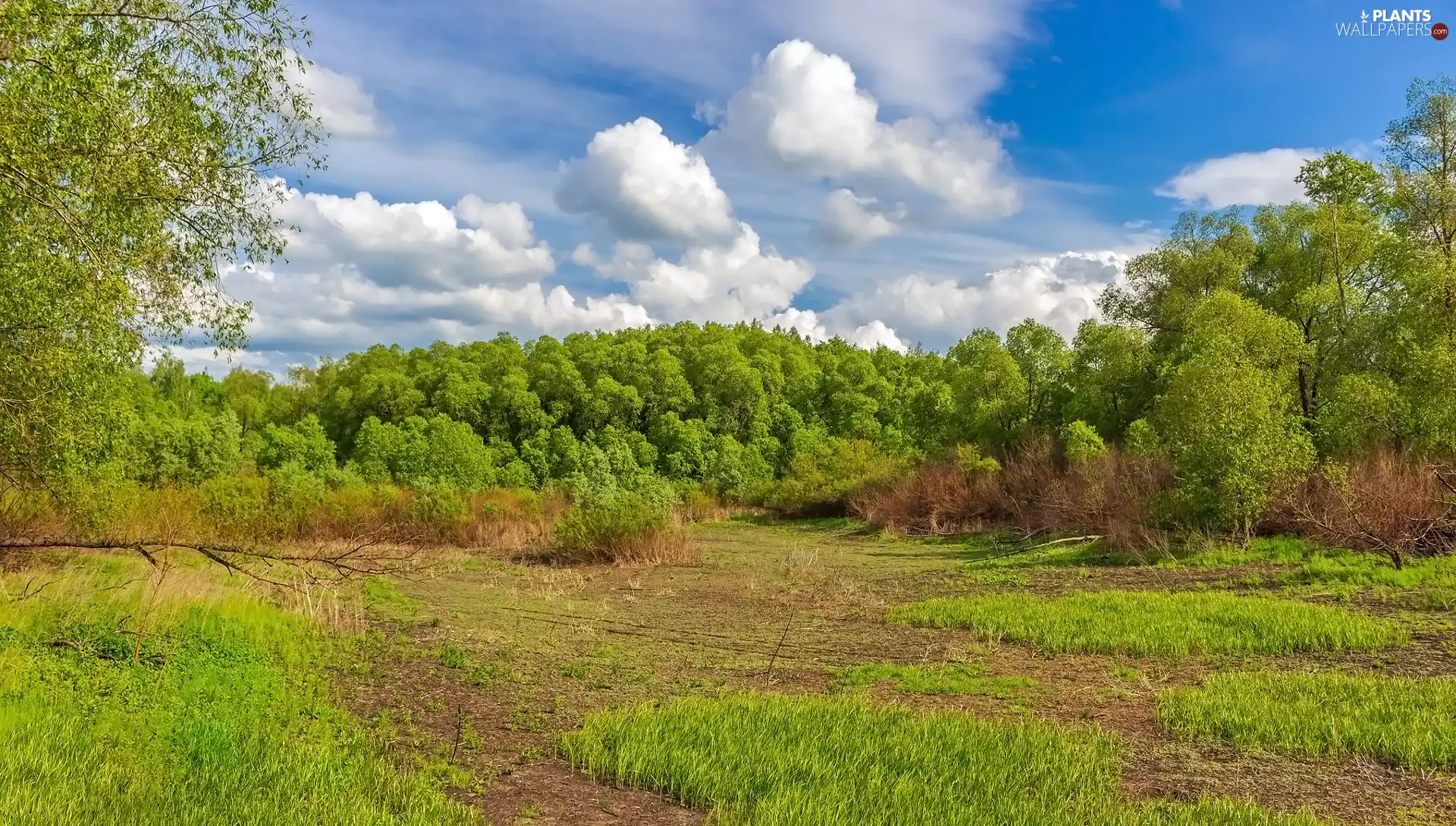trees, forest, car in the meadow, grass, viewes, green ones