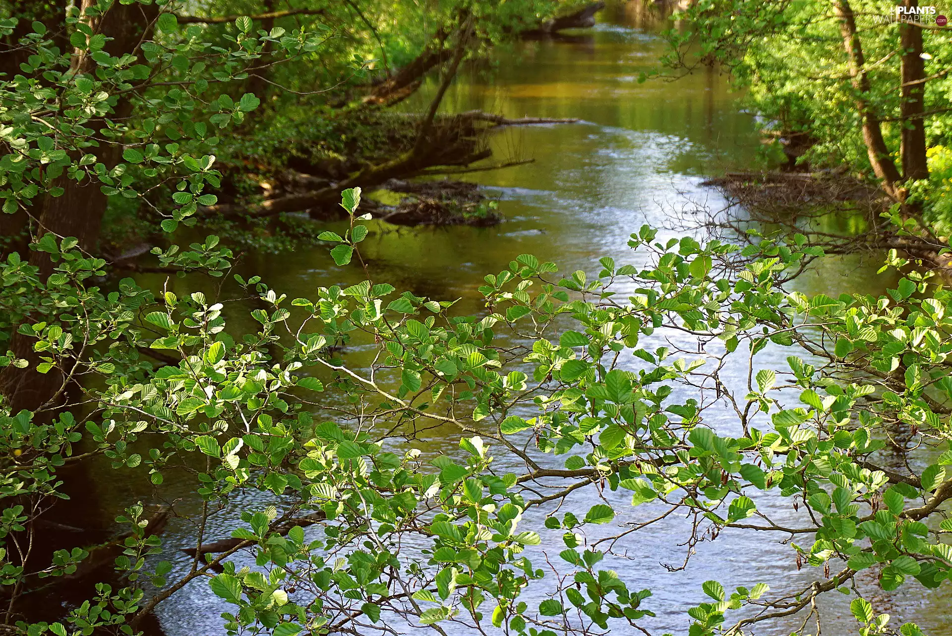viewes, River, green ones, Leaf, branch pics, trees