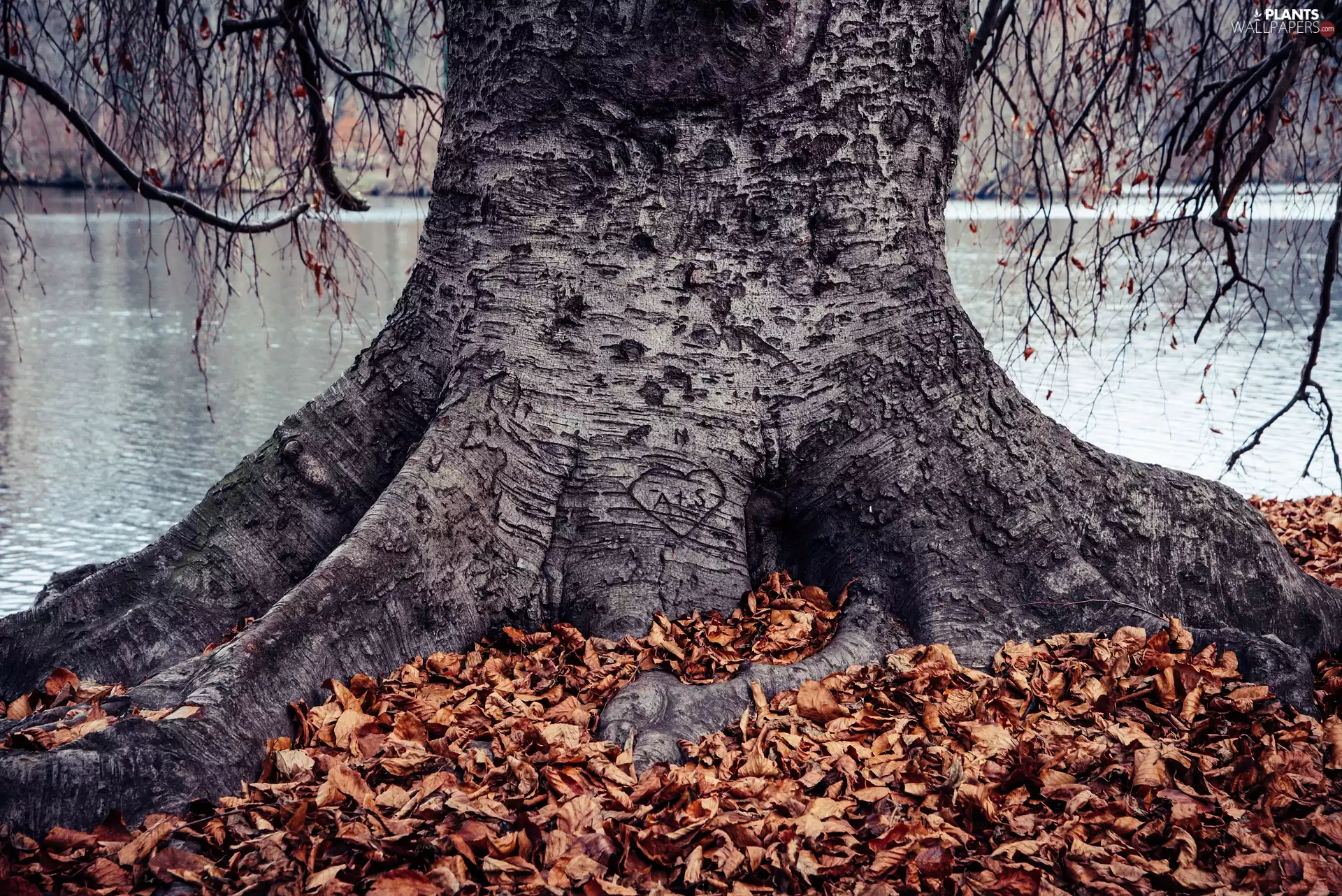 trees, old, beech, roots, Leaf, water, Heart, fallen, cut