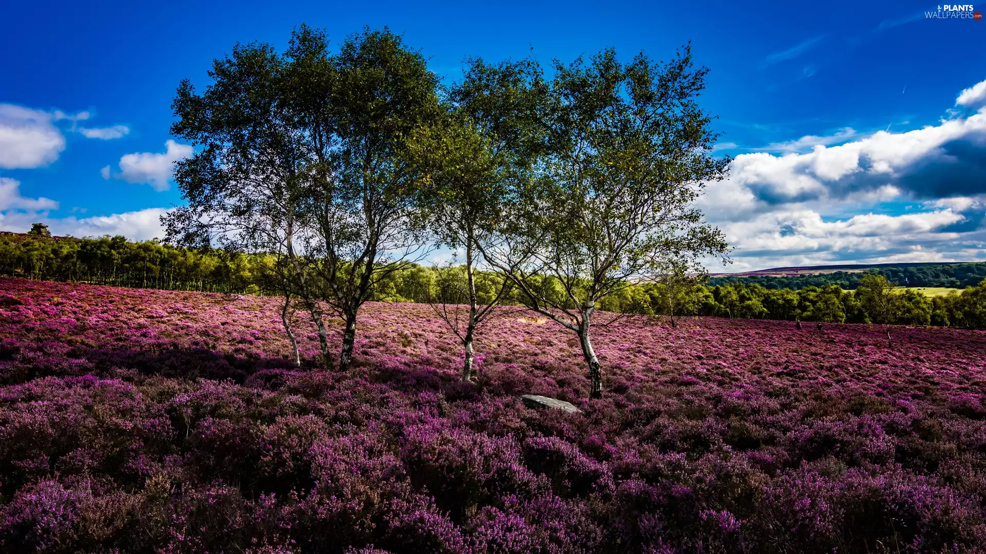 heath, viewes, birch, trees
