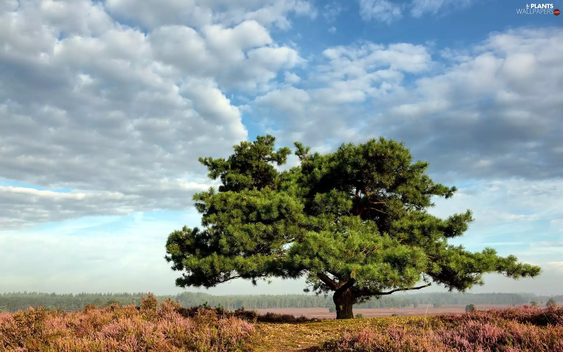 heath, Sky, clouds, trees