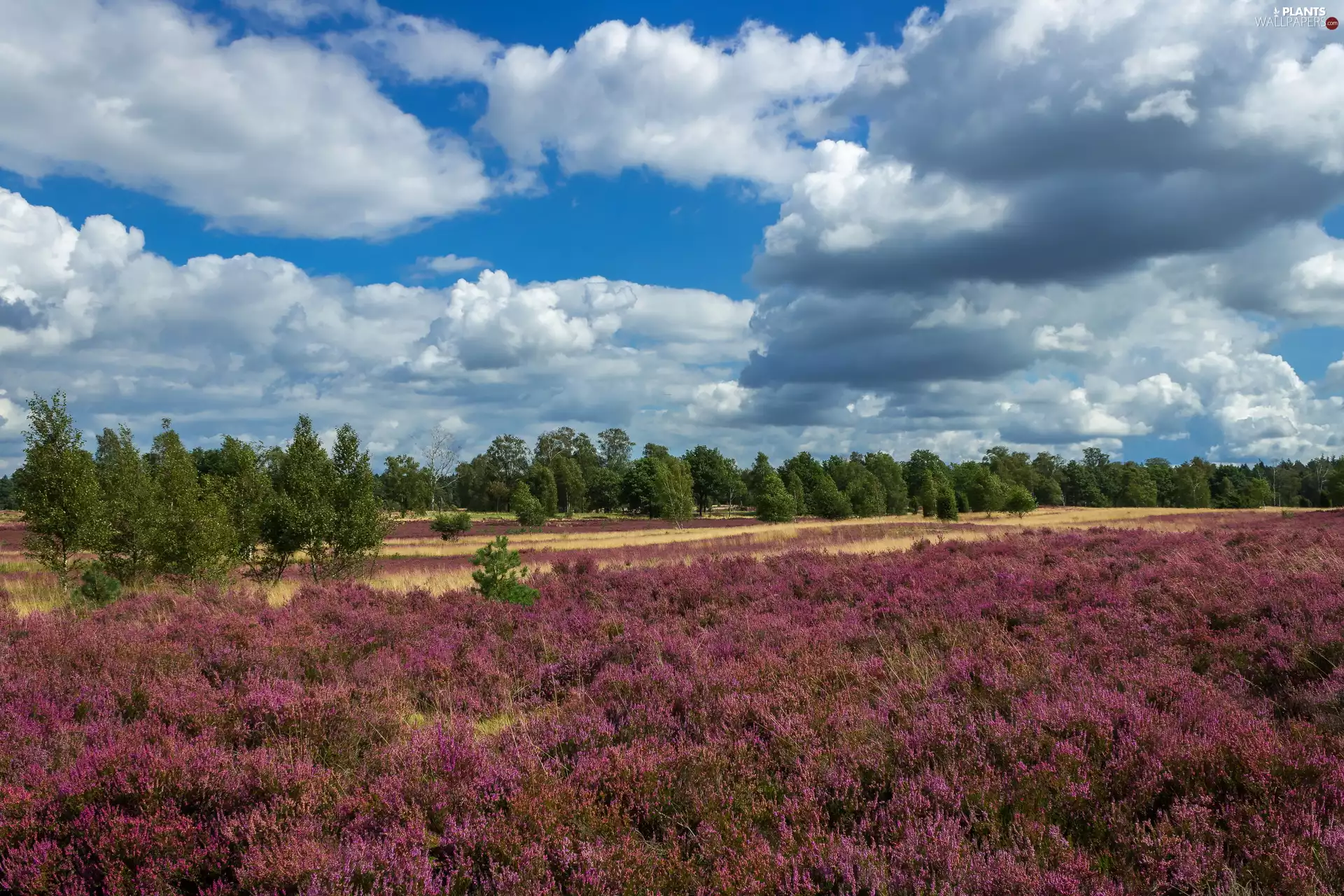 heath, viewes, clouds, trees