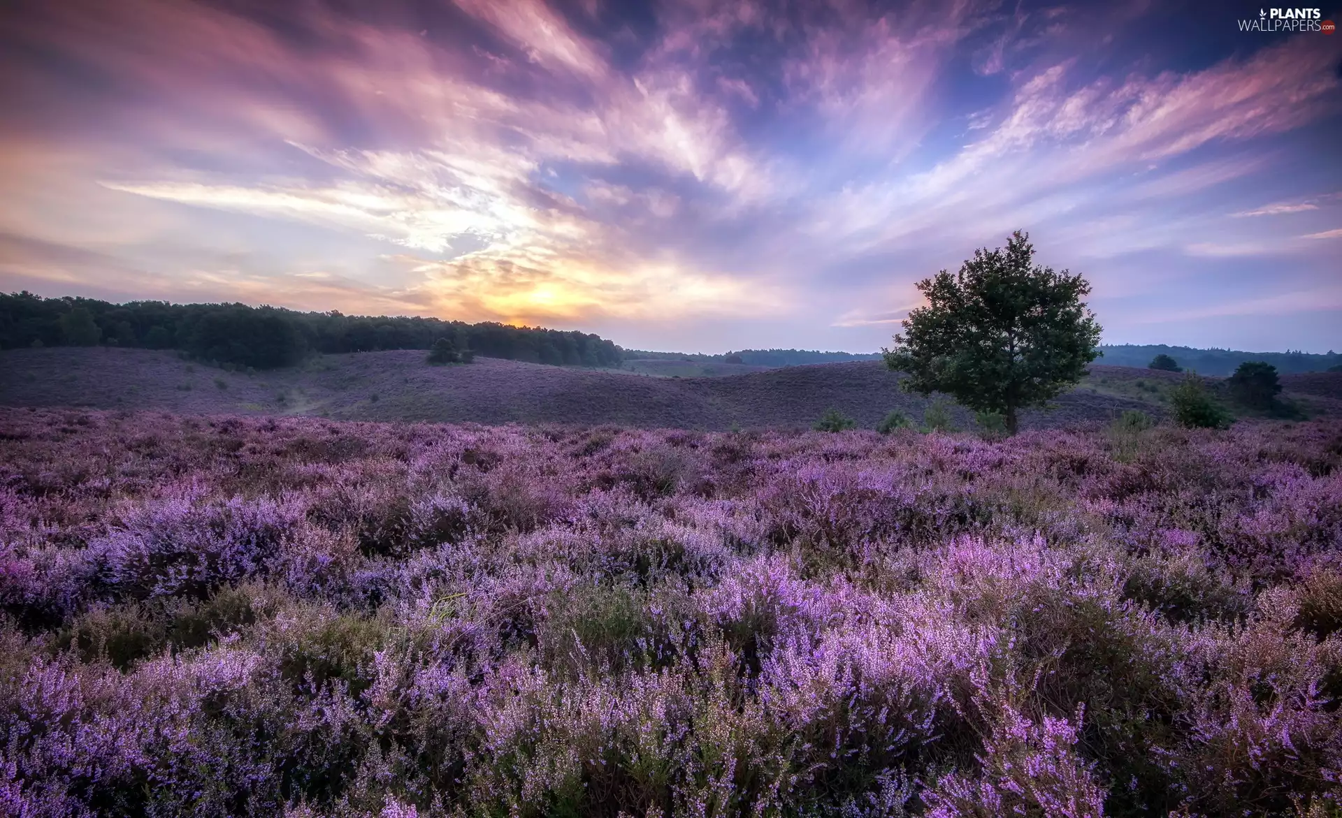 trees, clouds, heath