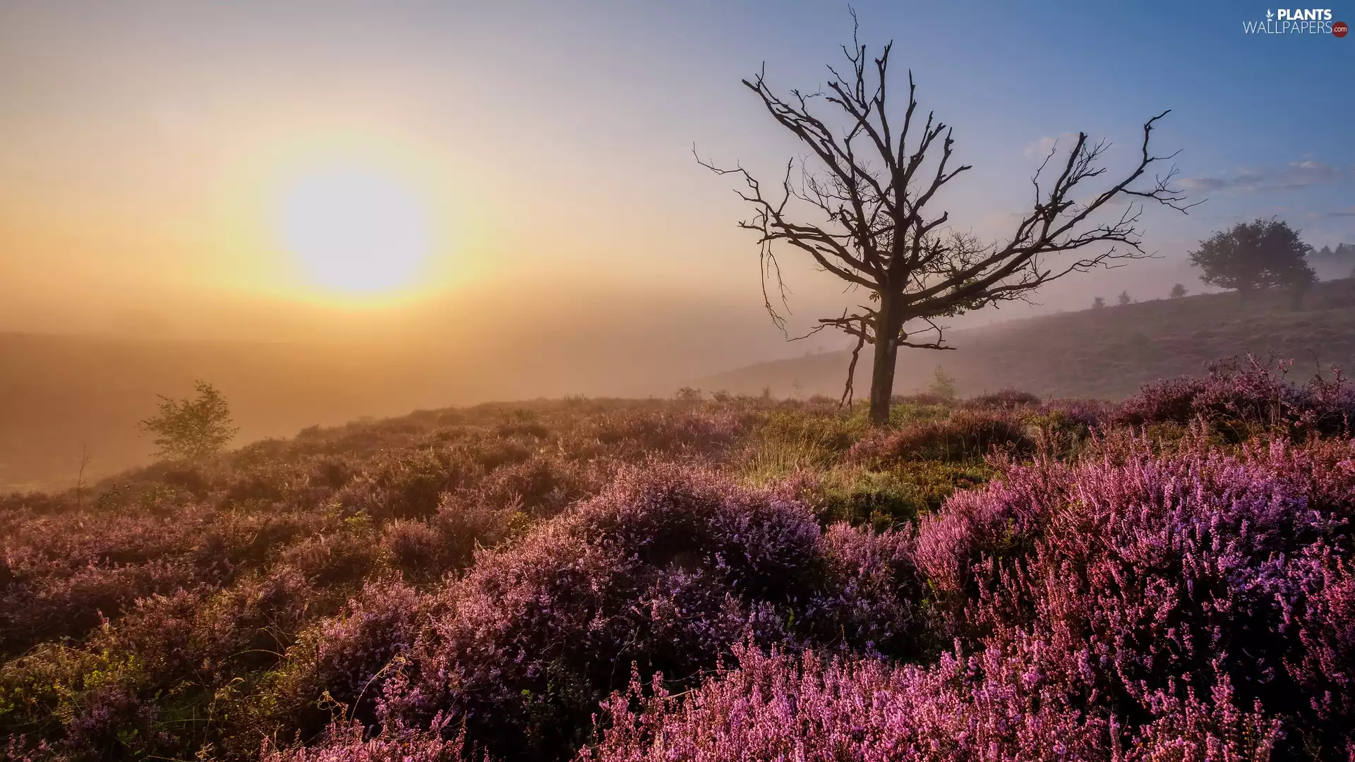 heath, Sunrise, Fog, trees