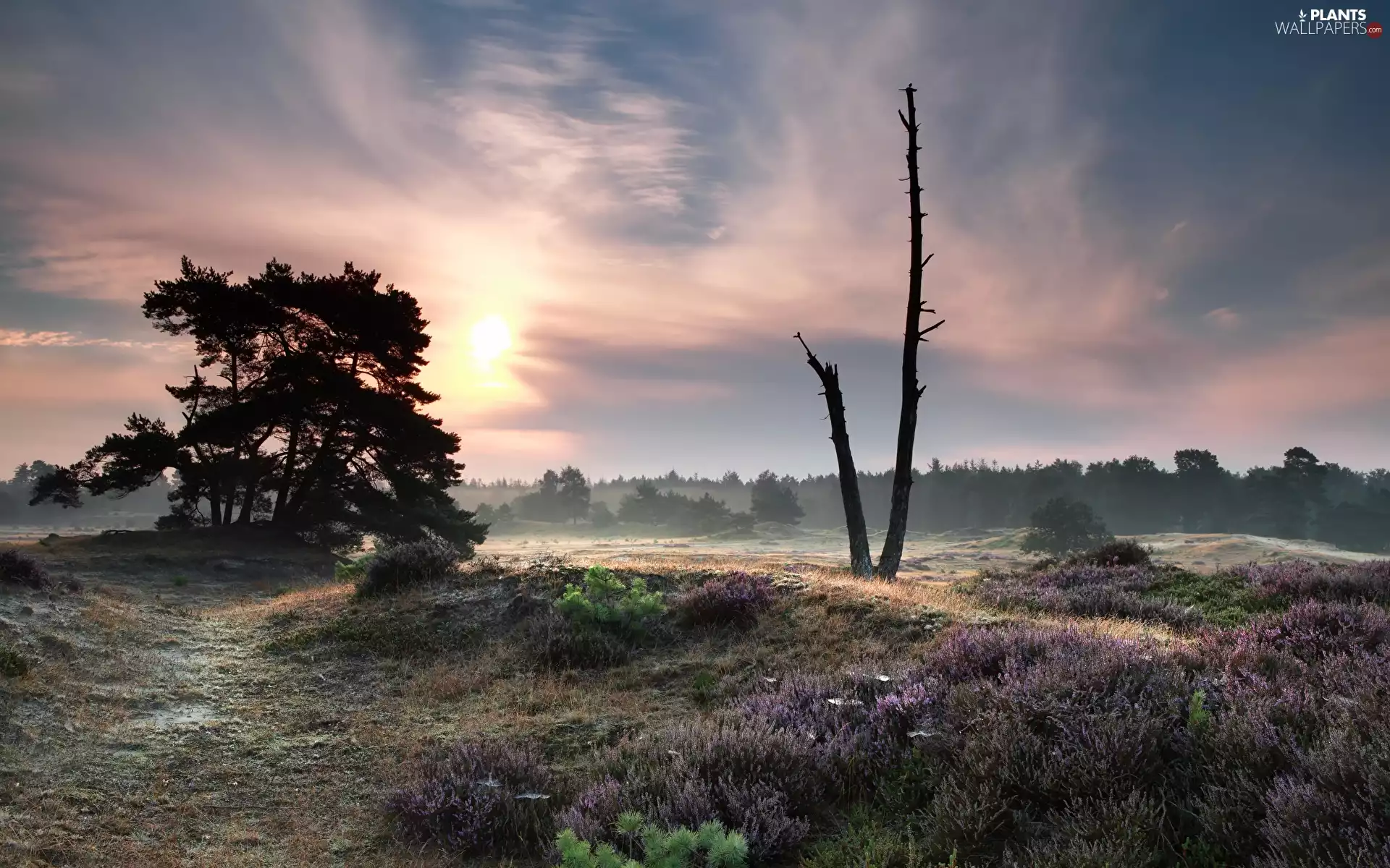 Sunrise, Drents-Friese Wold National Park, trees, heath, Netherlands, Fog, viewes