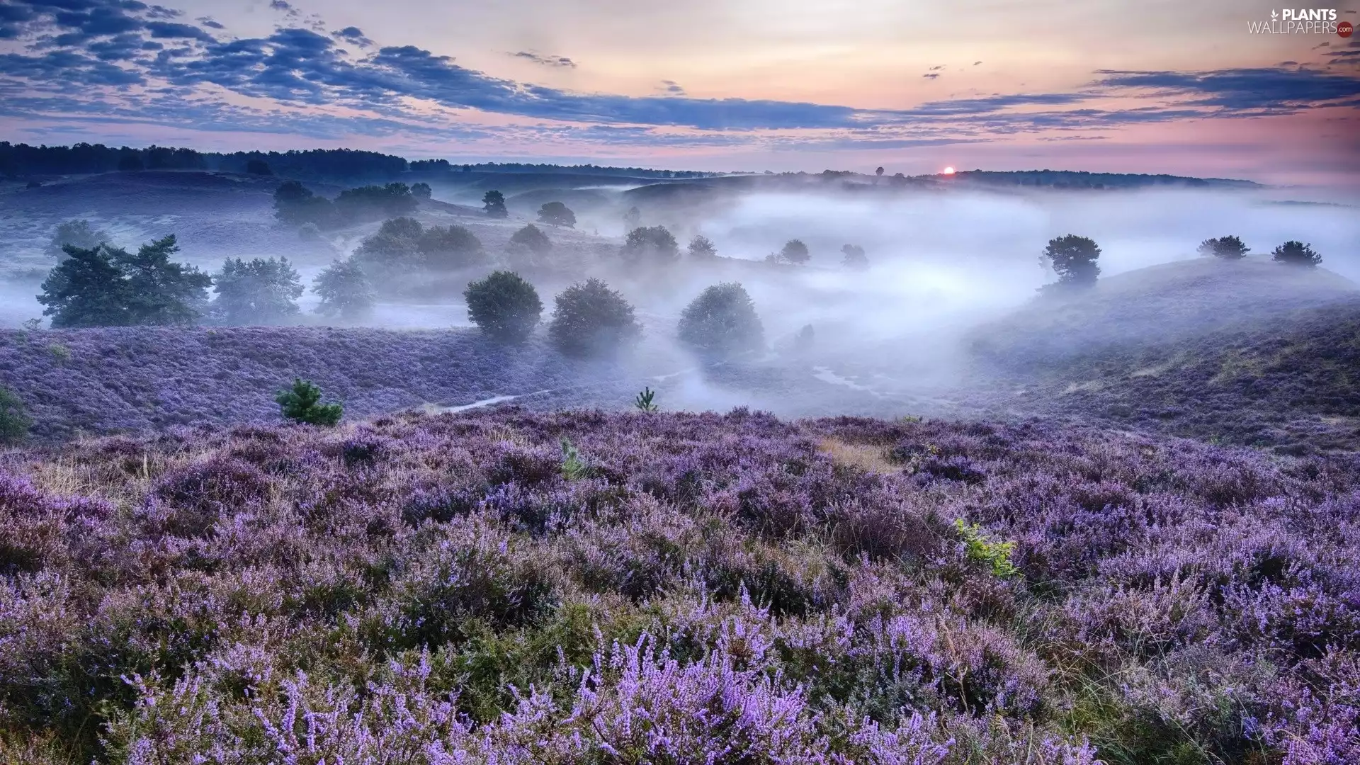 Fog, The Hills, trees, viewes, heath