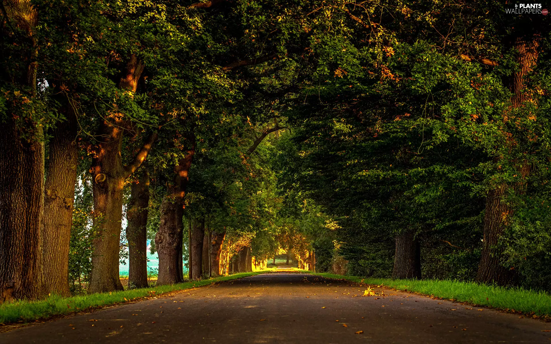 hedge, viewes, Way, trees