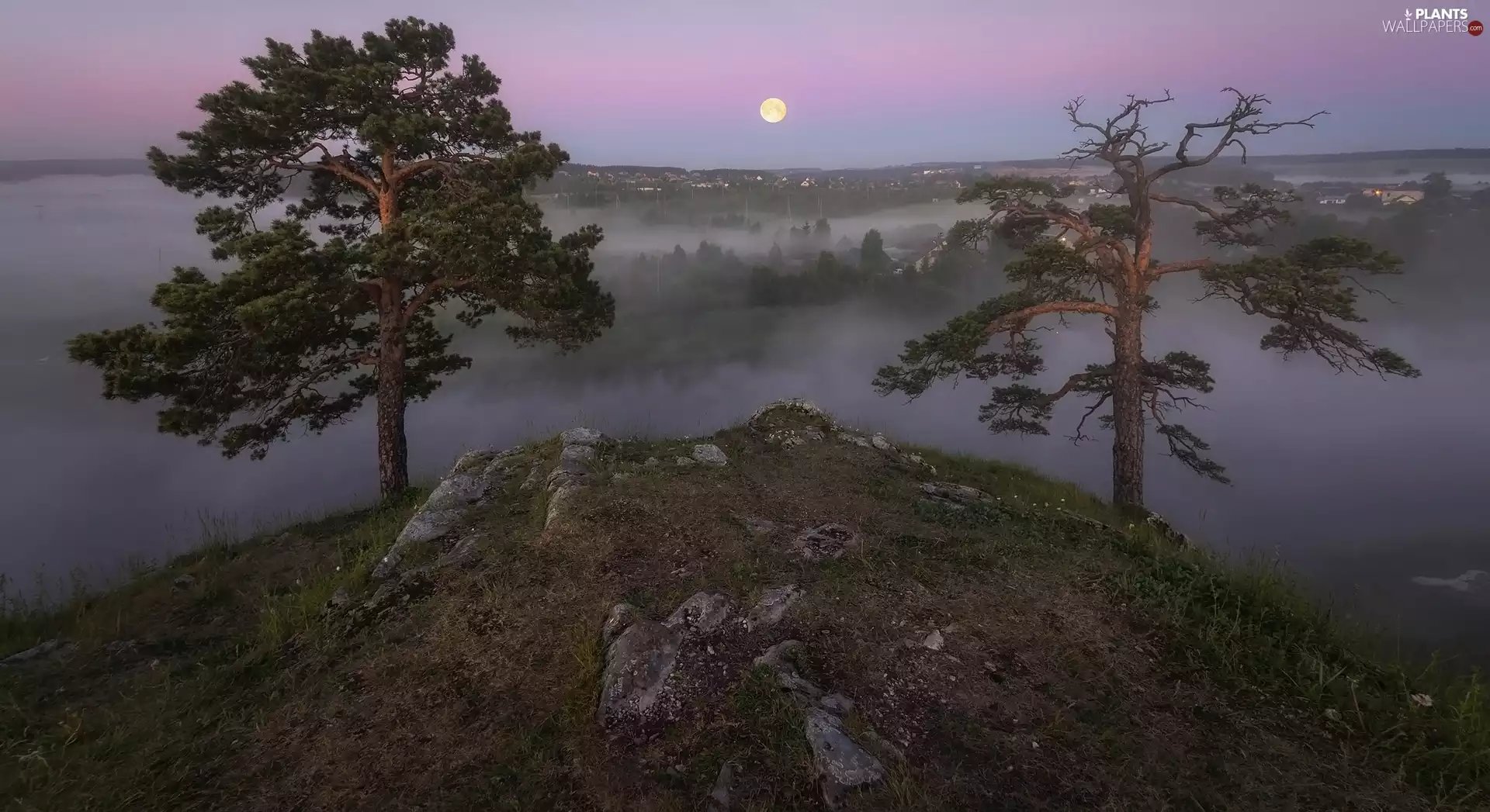 viewes, Fog, Hill, trees, mountains, pine, moon