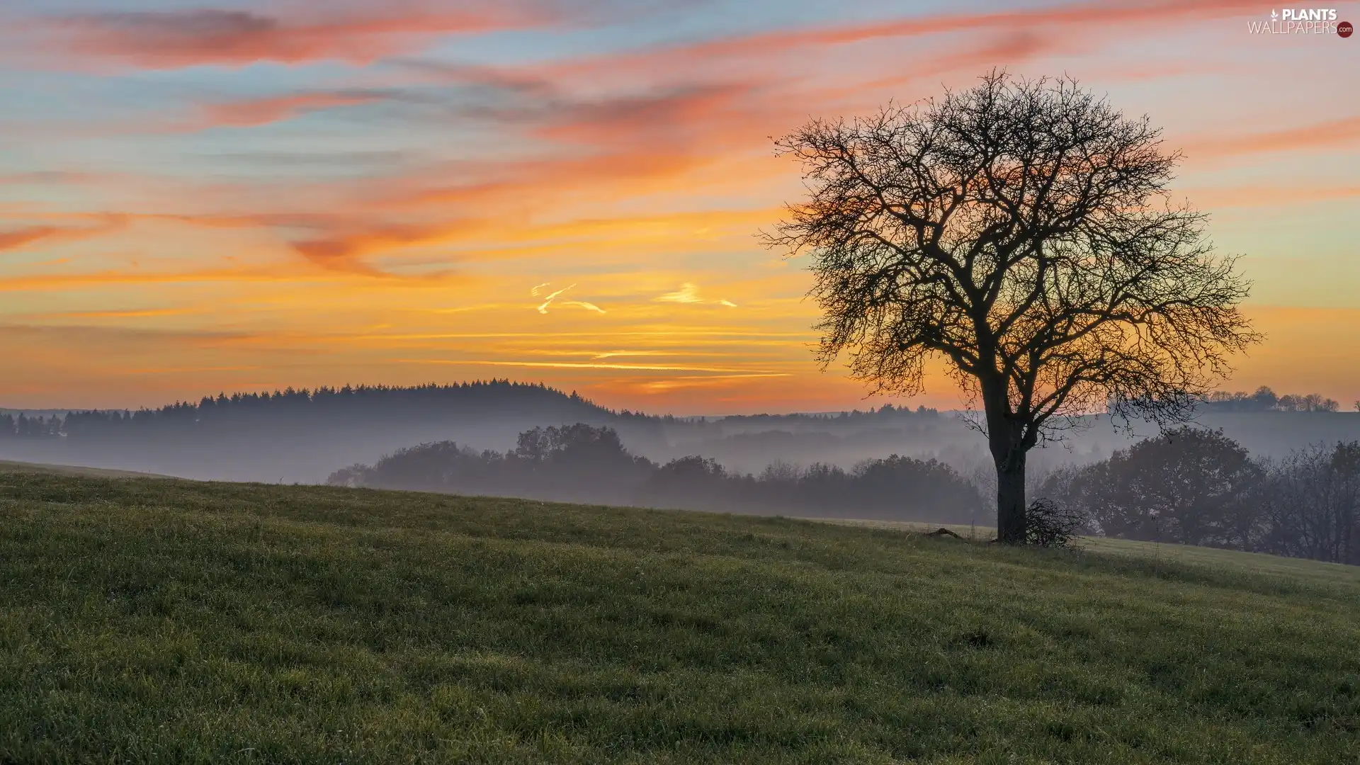 Great Sunsets, medows, trees, The Hills