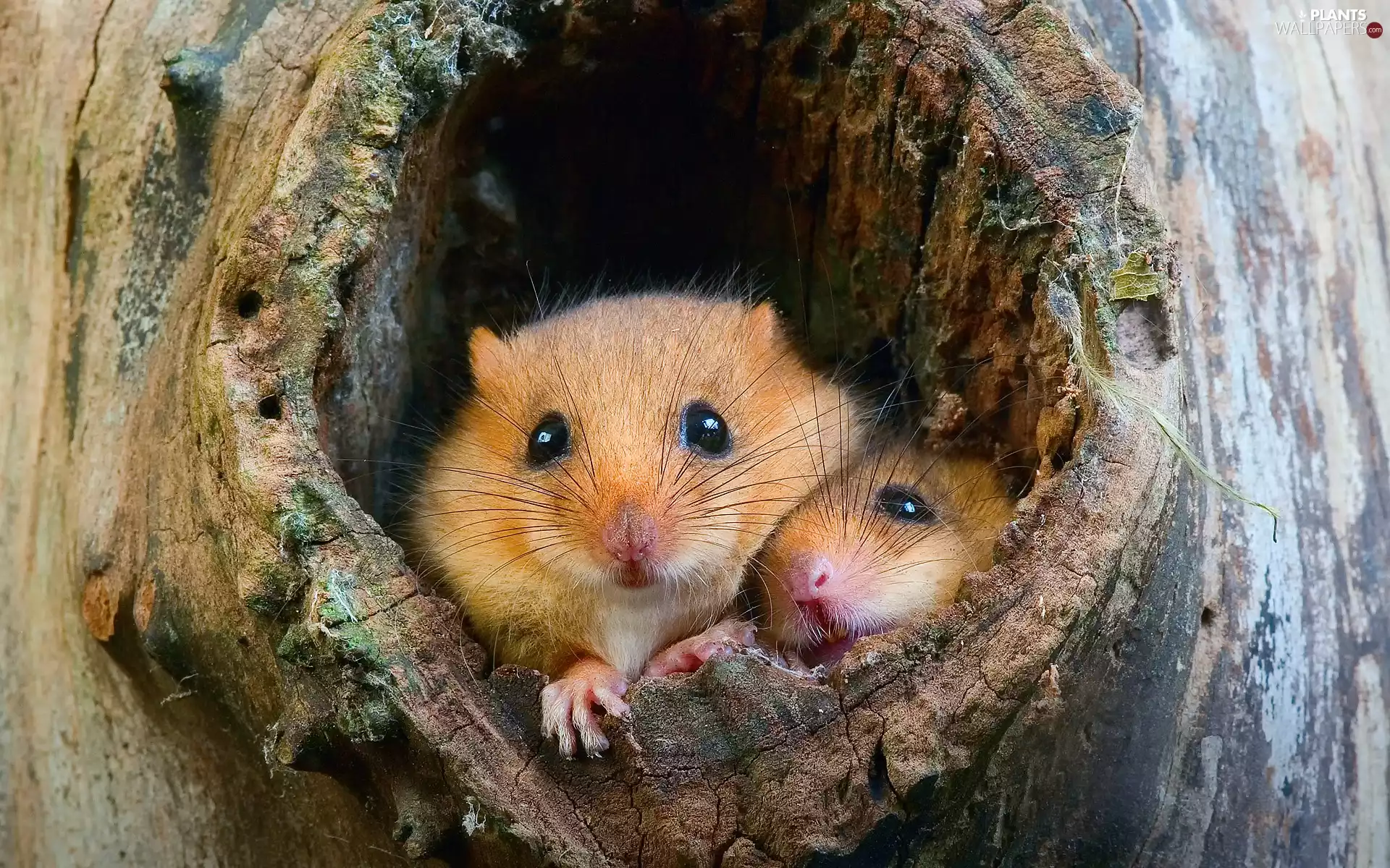 trees, mouse, hollow