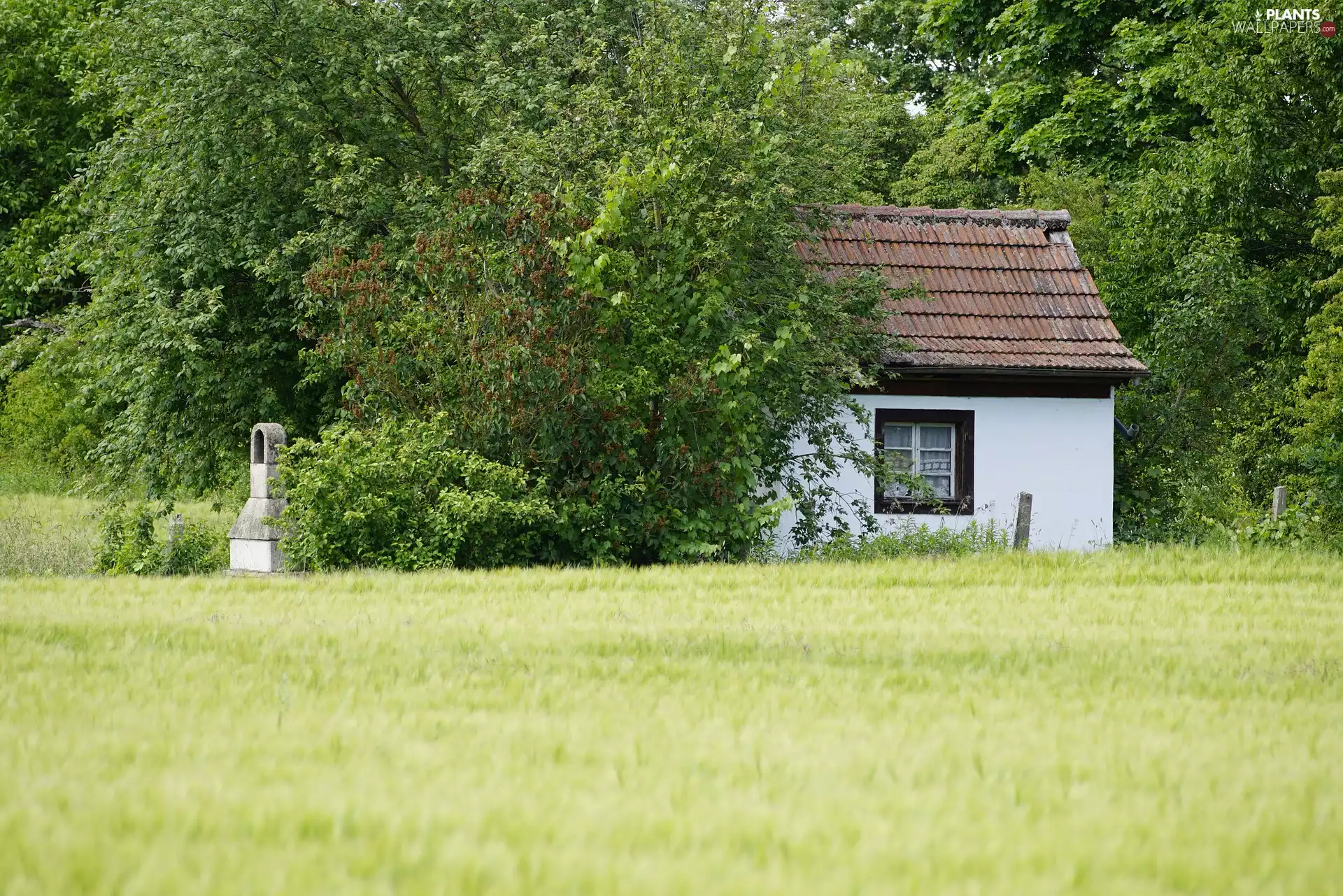 house, viewes, Field, trees
