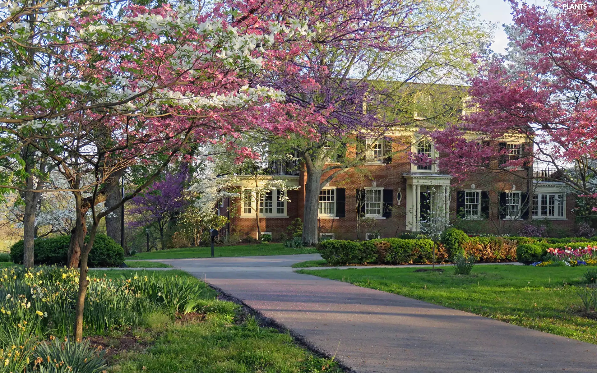 viewes, flourishing, house, trees, Spring, Flowers, Way