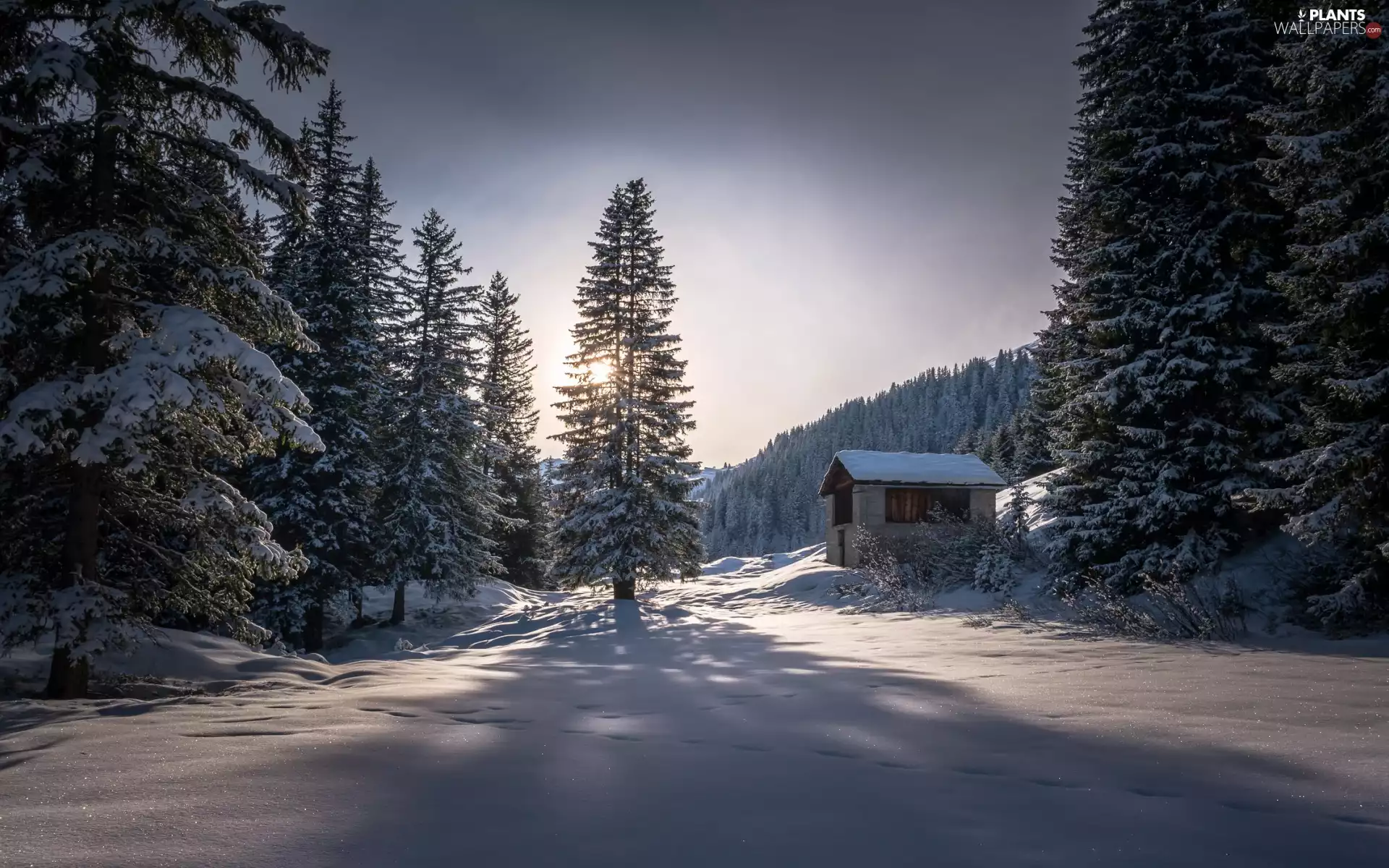 viewes, forest, house, trees, winter, snow, morning