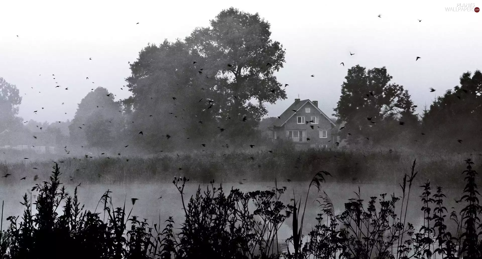 house, viewes, lake, trees