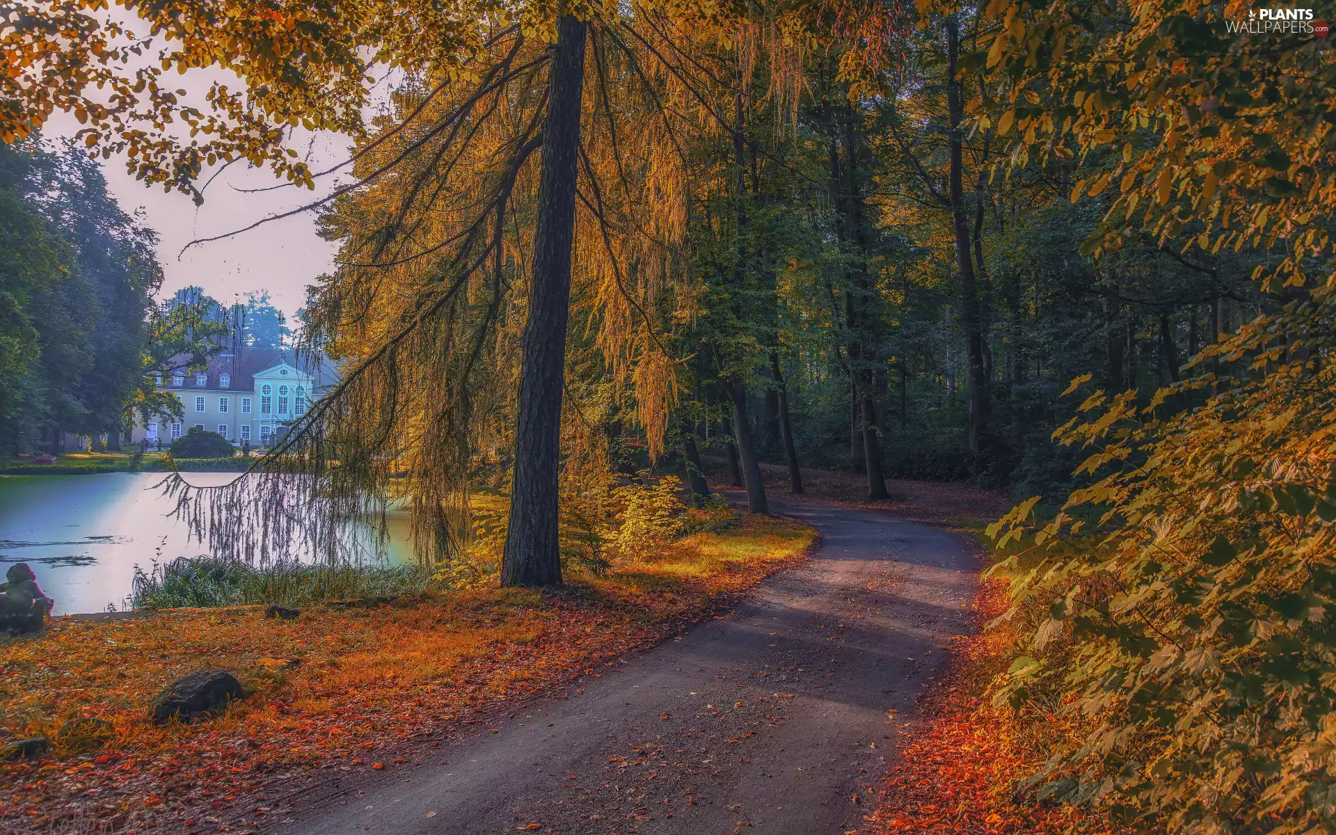 trees, forest, viewes, Way, Park, autumn, Pond - car, house, Path