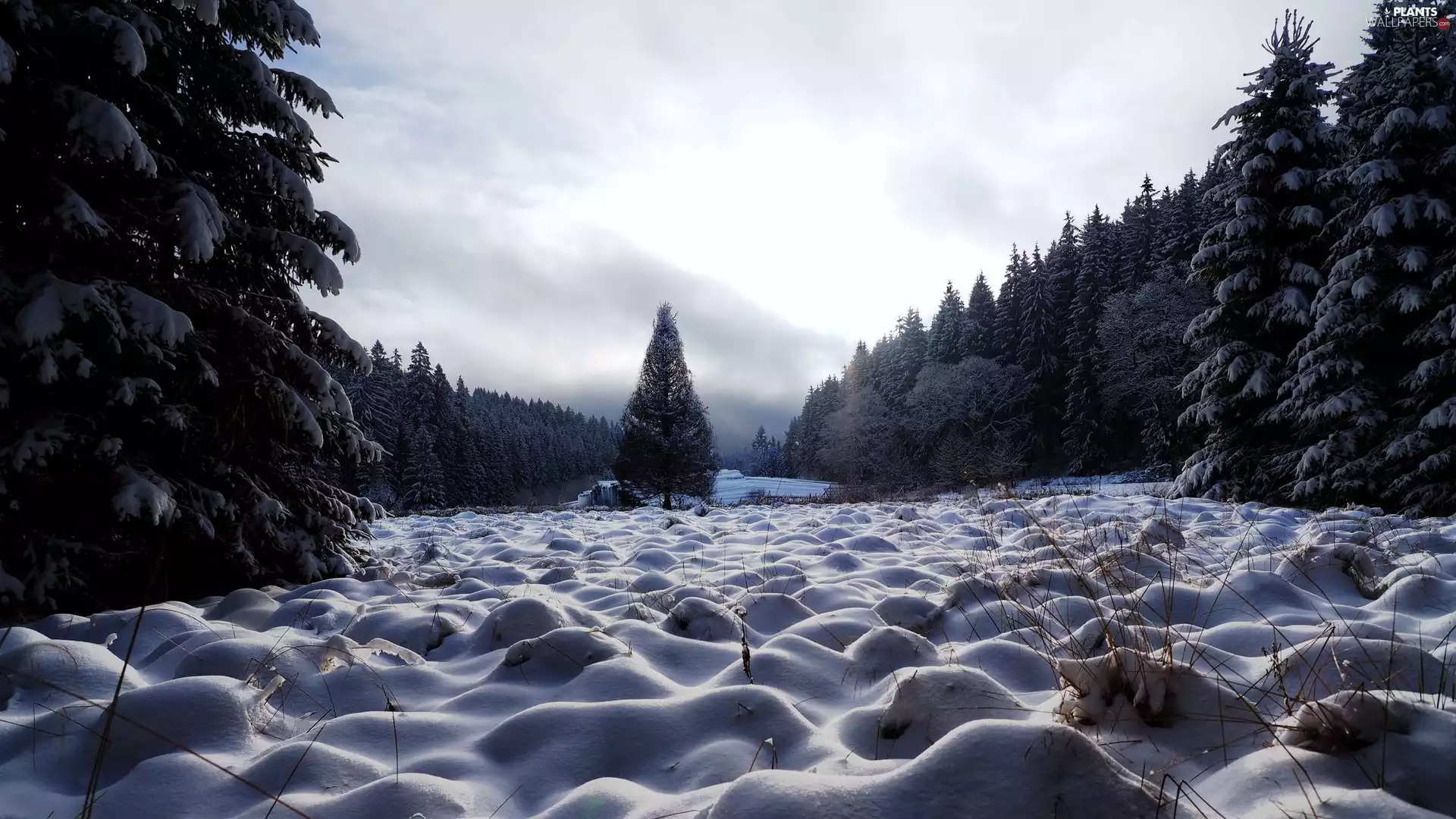 trees, snowy, snow, forest, viewes, car in the meadow