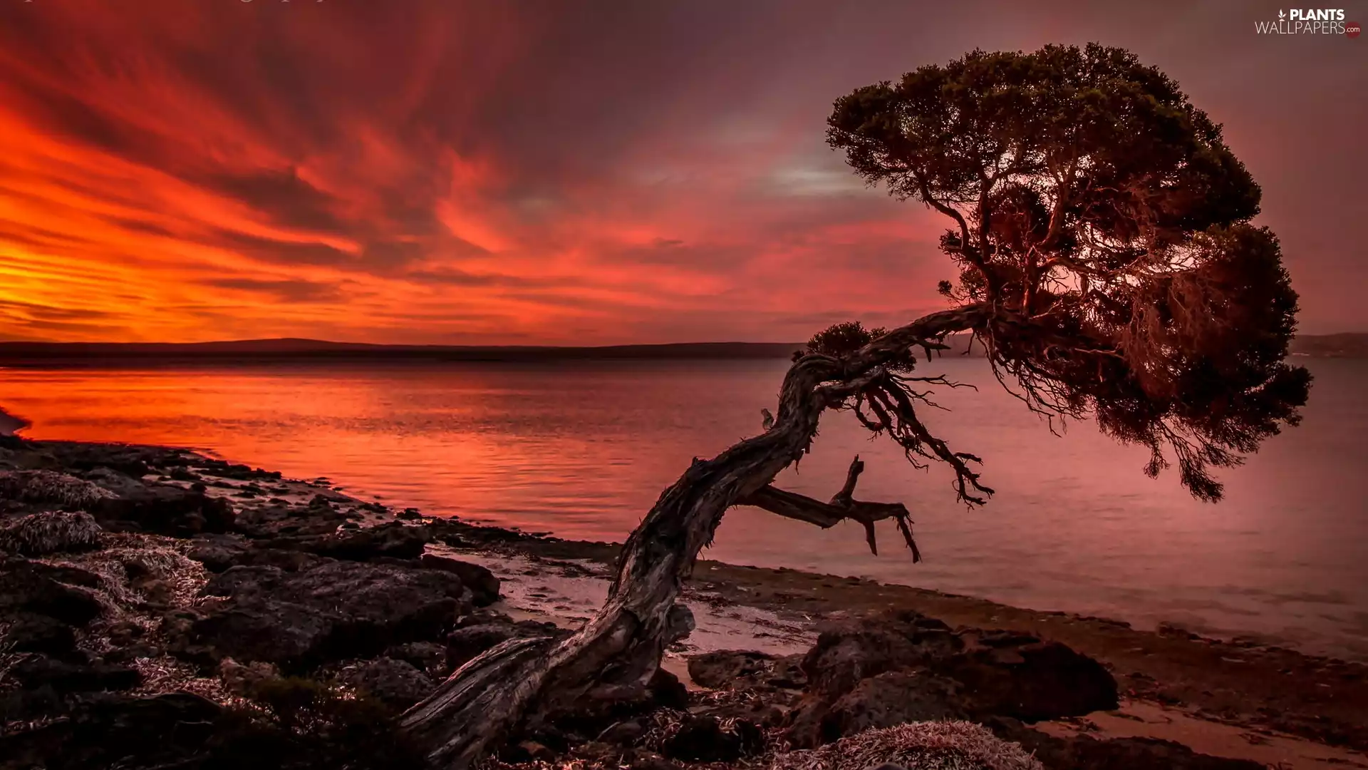 coast, Great Sunsets, trees, sea, inclined