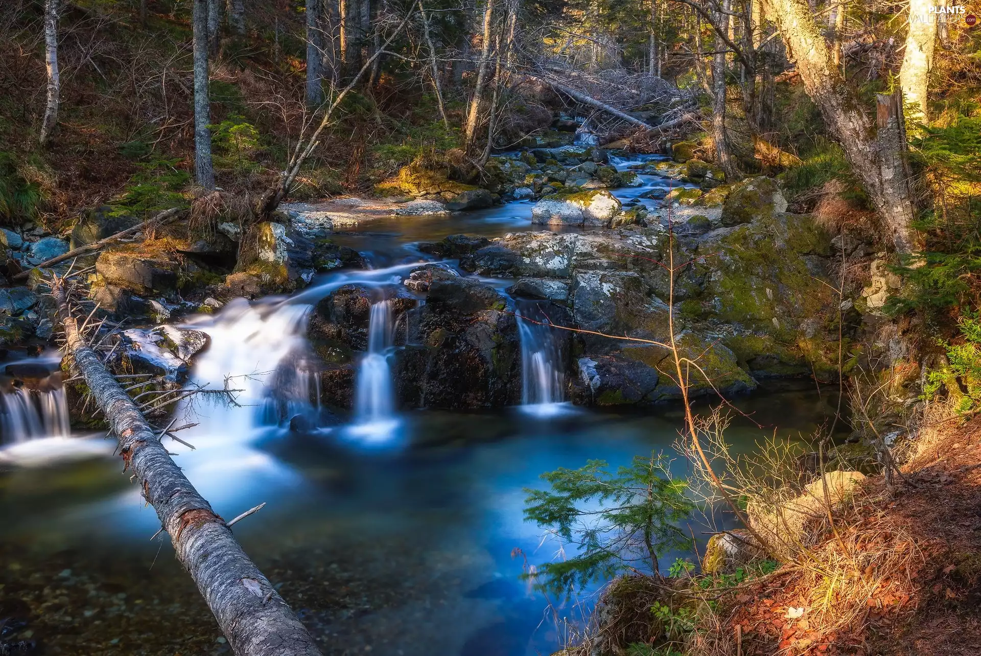 River, Sakhalin Island, fallen, forest, Russia, cascade, trees