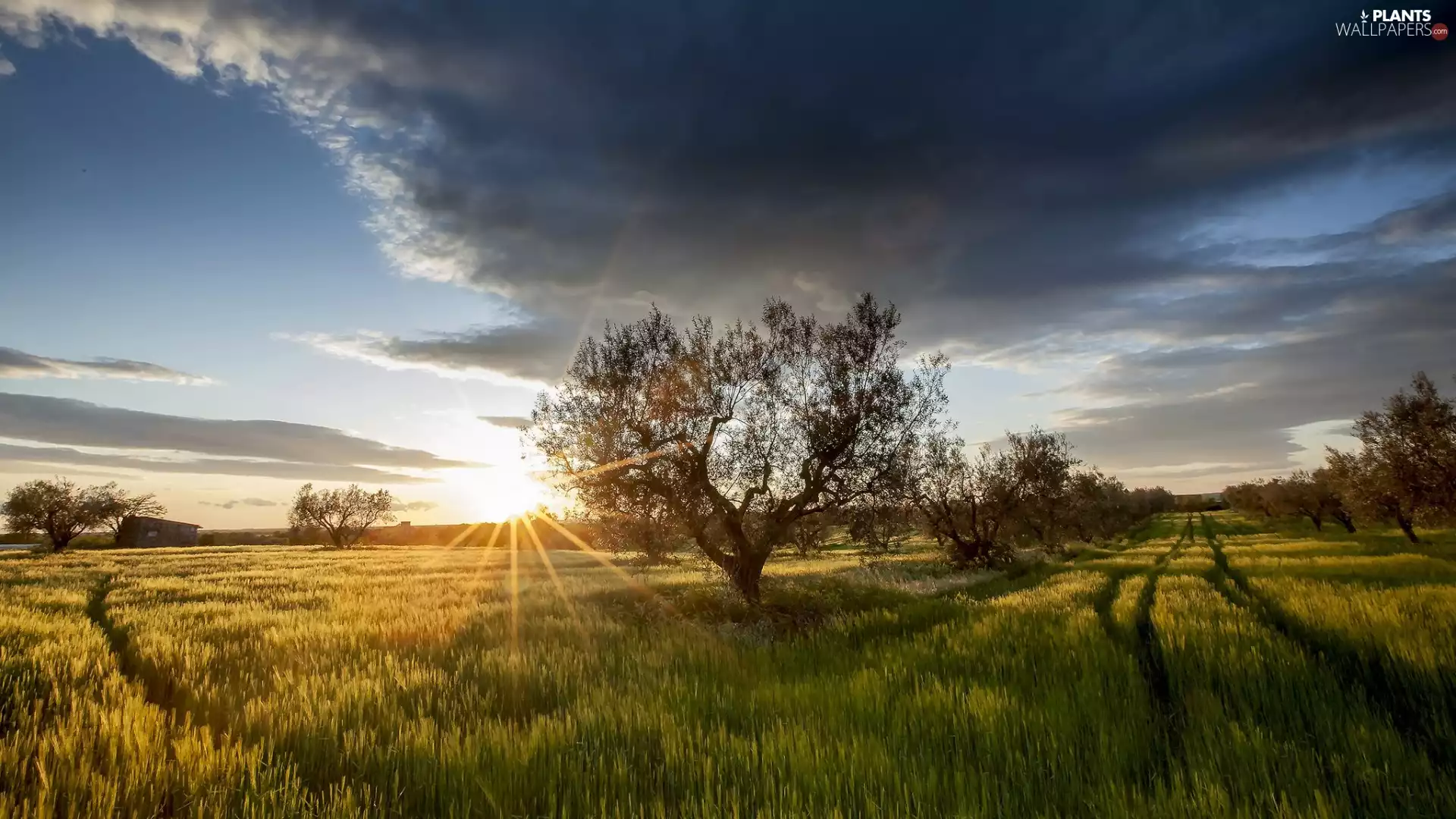 Great Sunsets, Italy, trees, viewes, Field, Viterbo