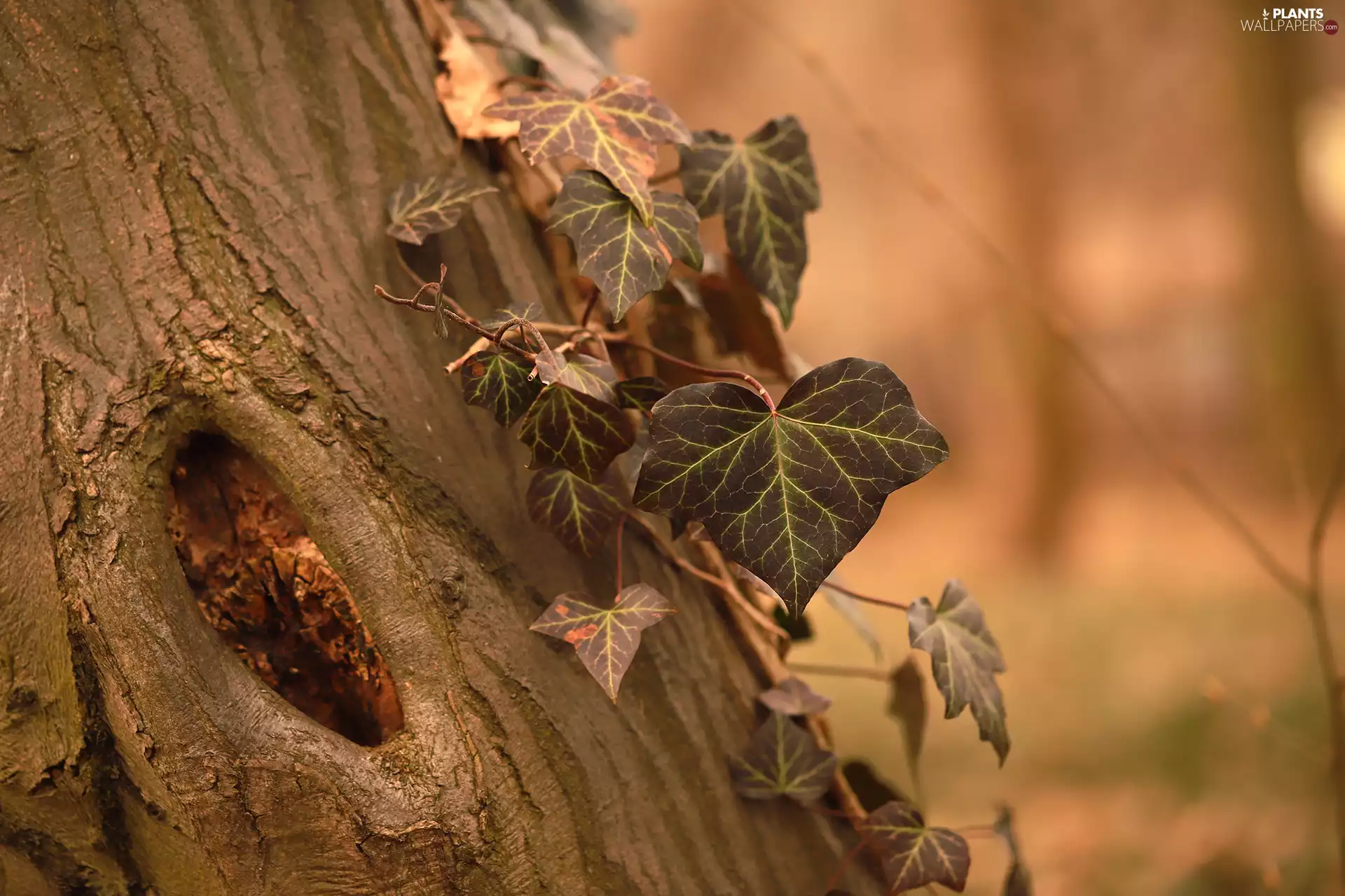 ivy, cork, Leaf, trees