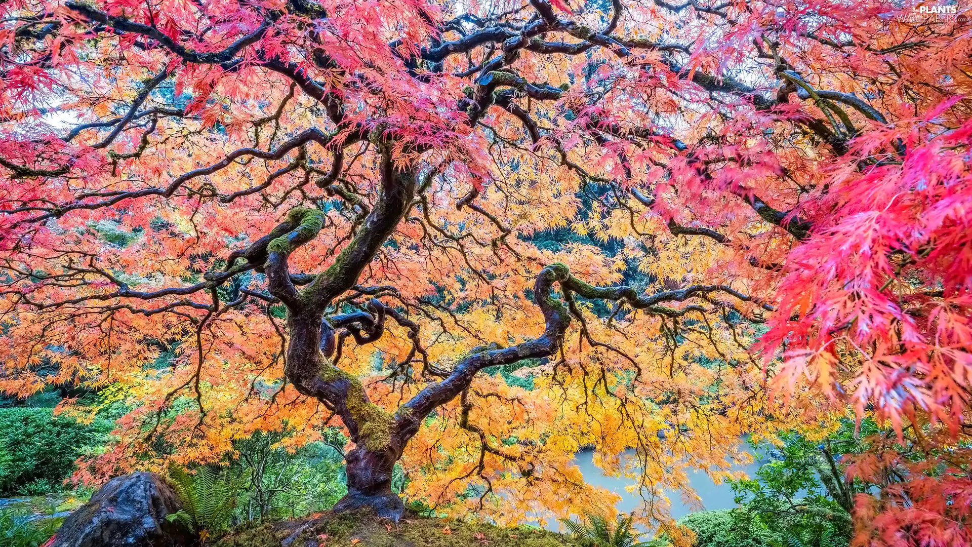 Maple Palm, Japanese Garden, color, Stone, Leaf, trees