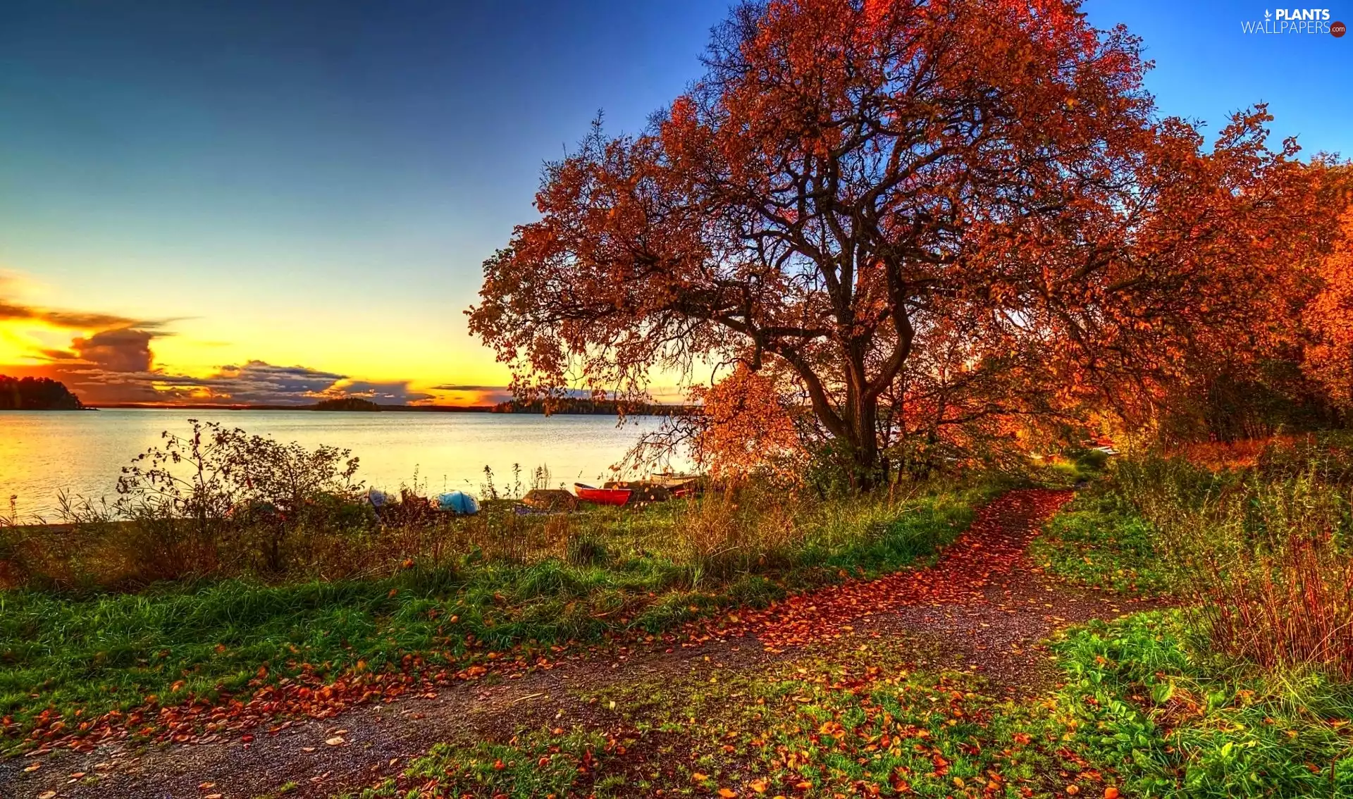 sun, trees, lake, west, autumn