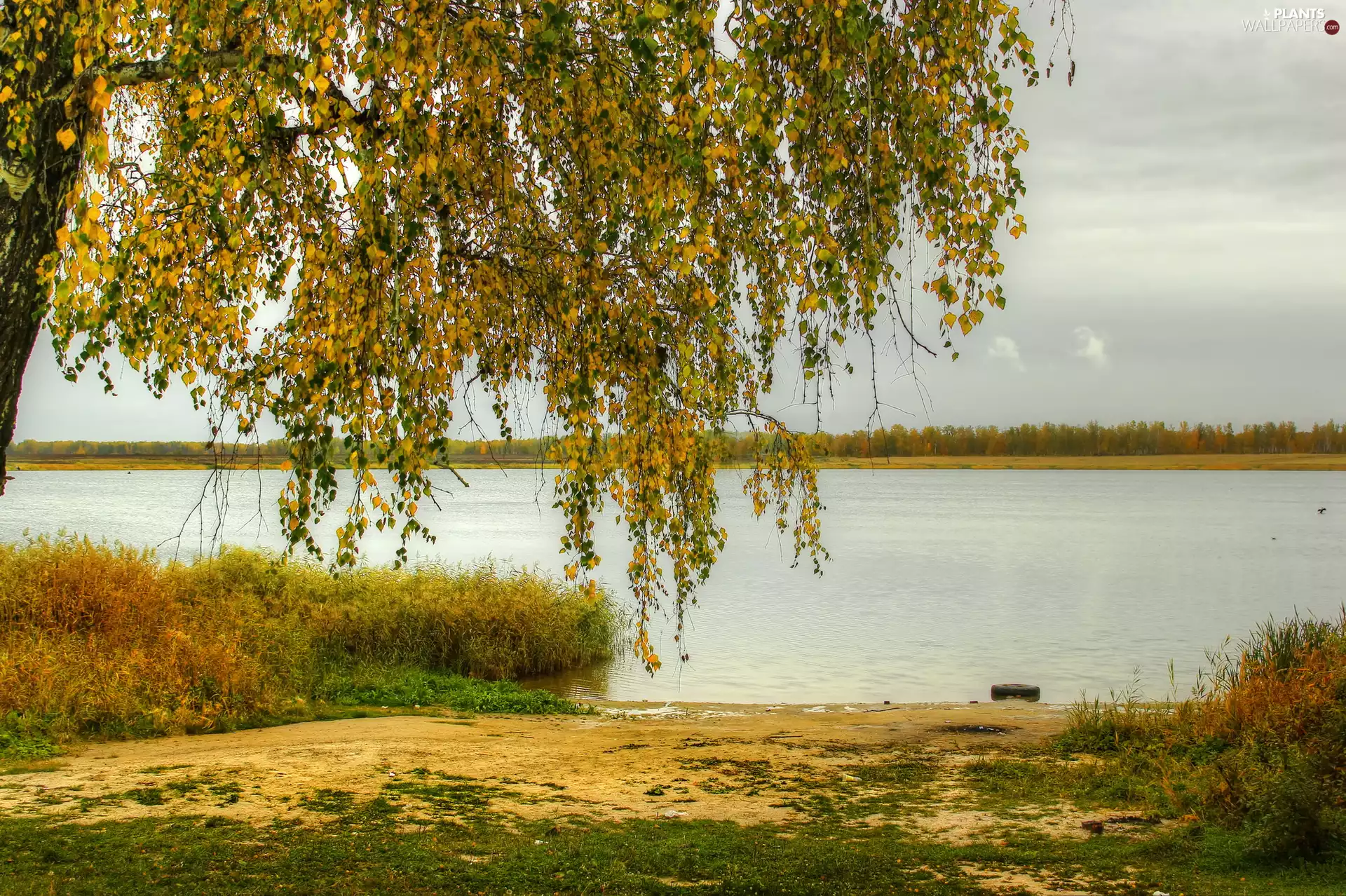 trees, autumn, lake