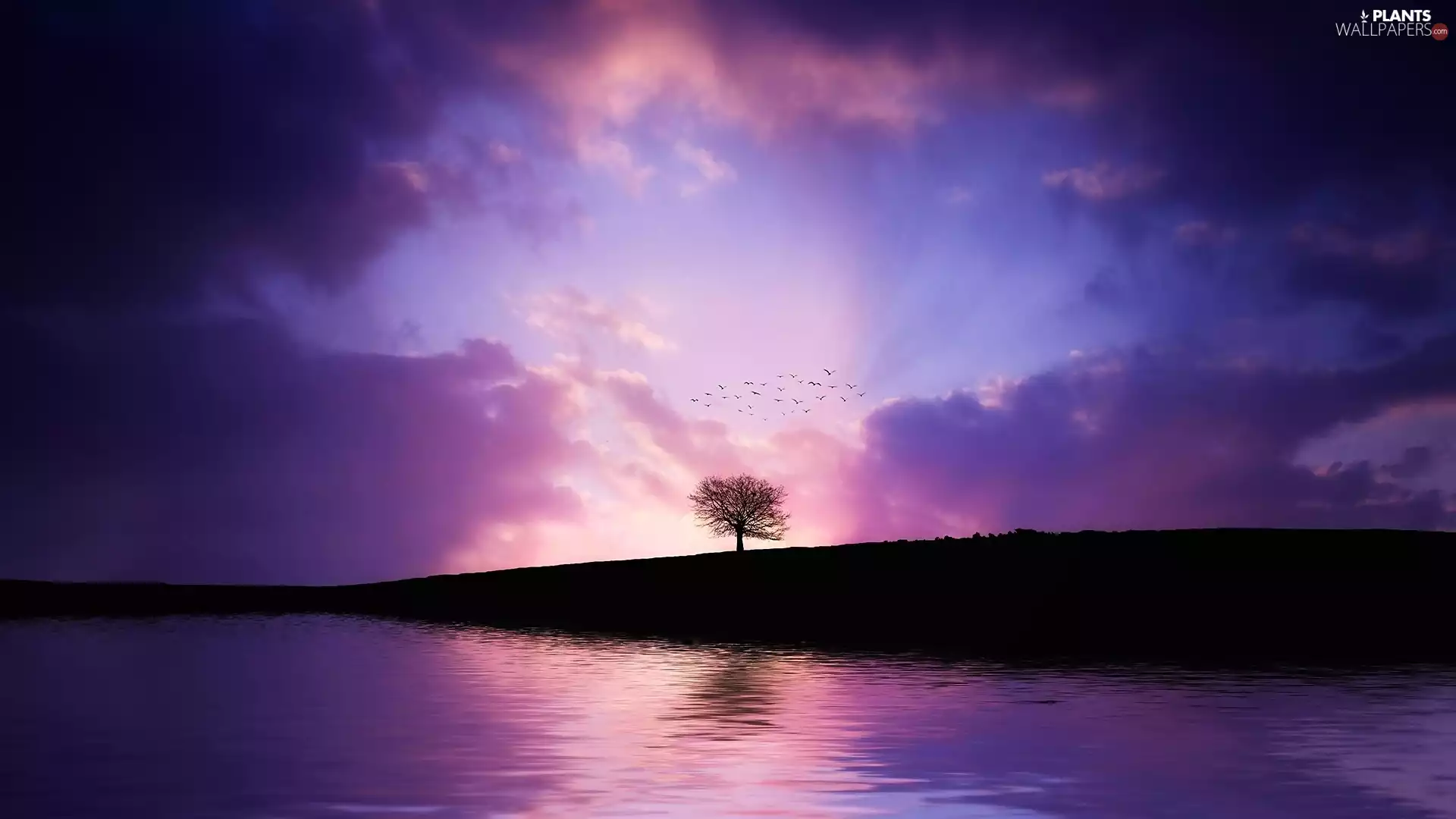 Sky, evening, birds, trees, clouds, lake