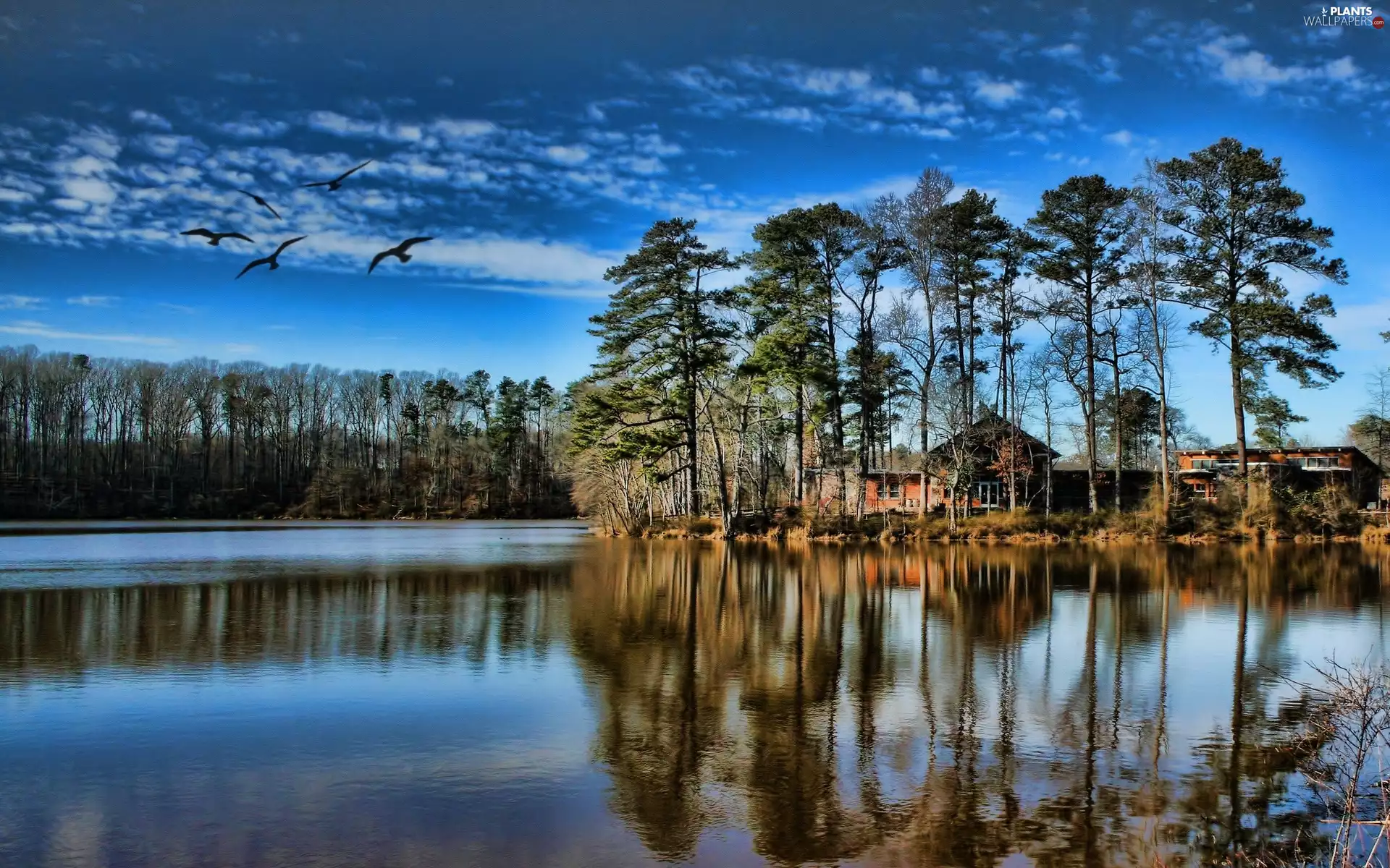lake, viewes, birds, trees