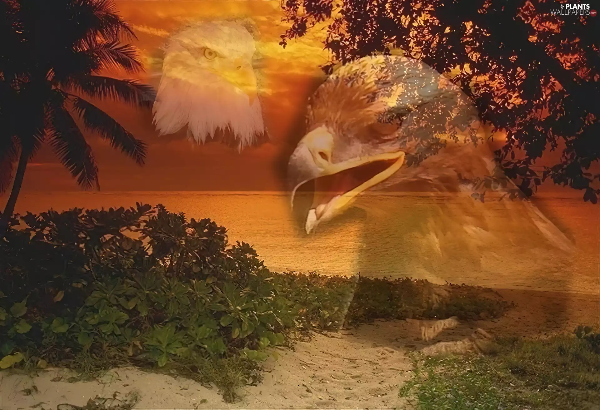 lake, Beaches, eagle, trees