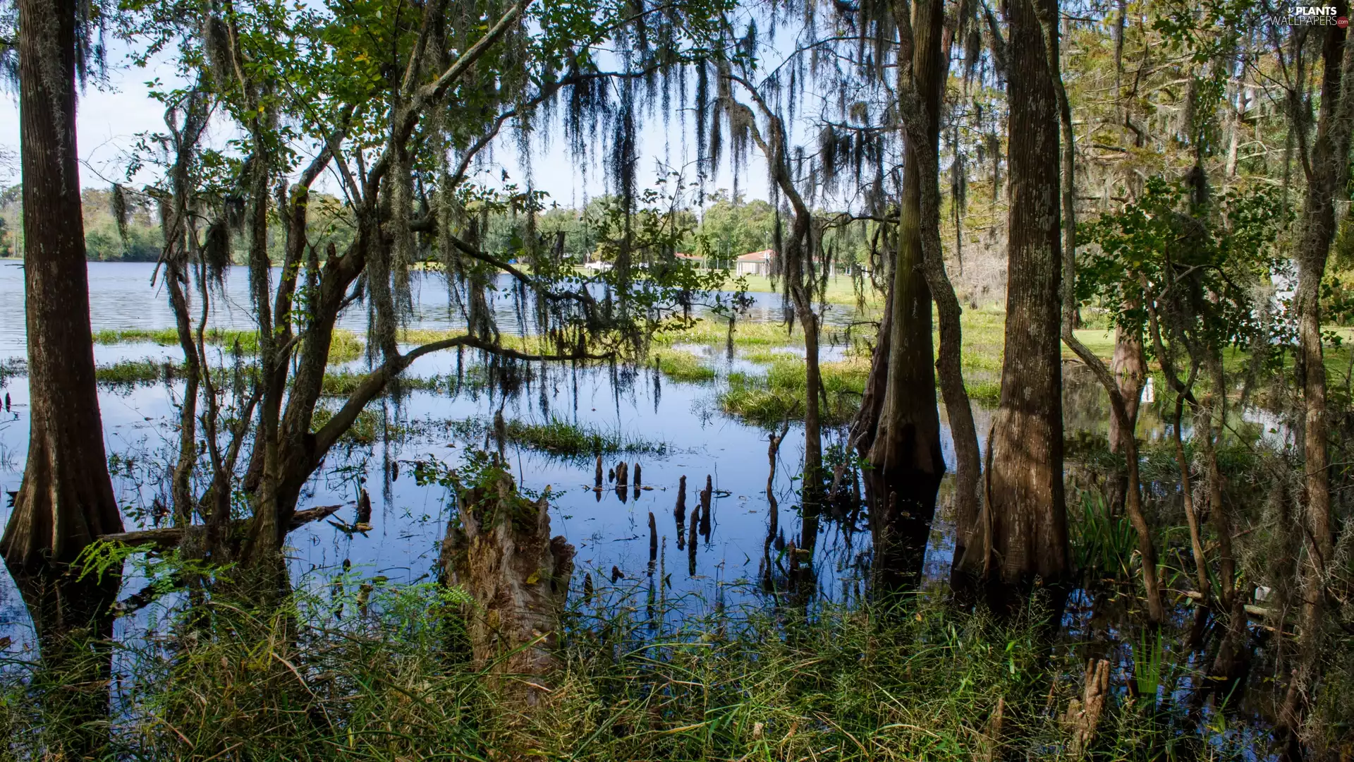 lake, viewes, grass, trees