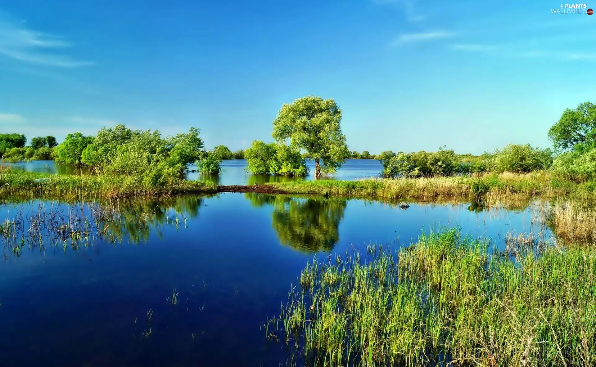 lake, viewes, grass, trees