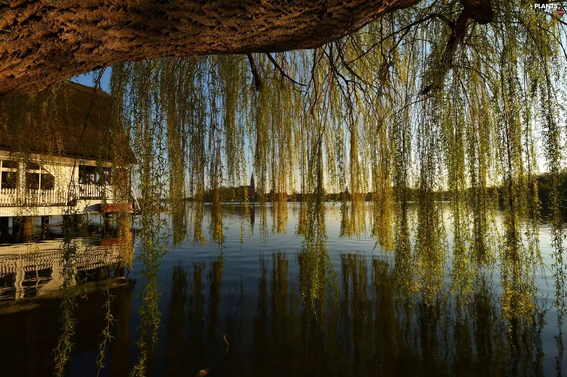 lake, Willow, house, trees