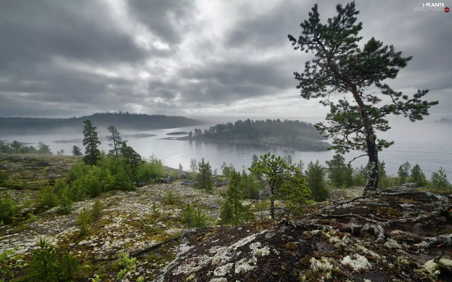 trees, viewes, Russia, Fog, Karelia, Islet, Lake Ladoga, clouds